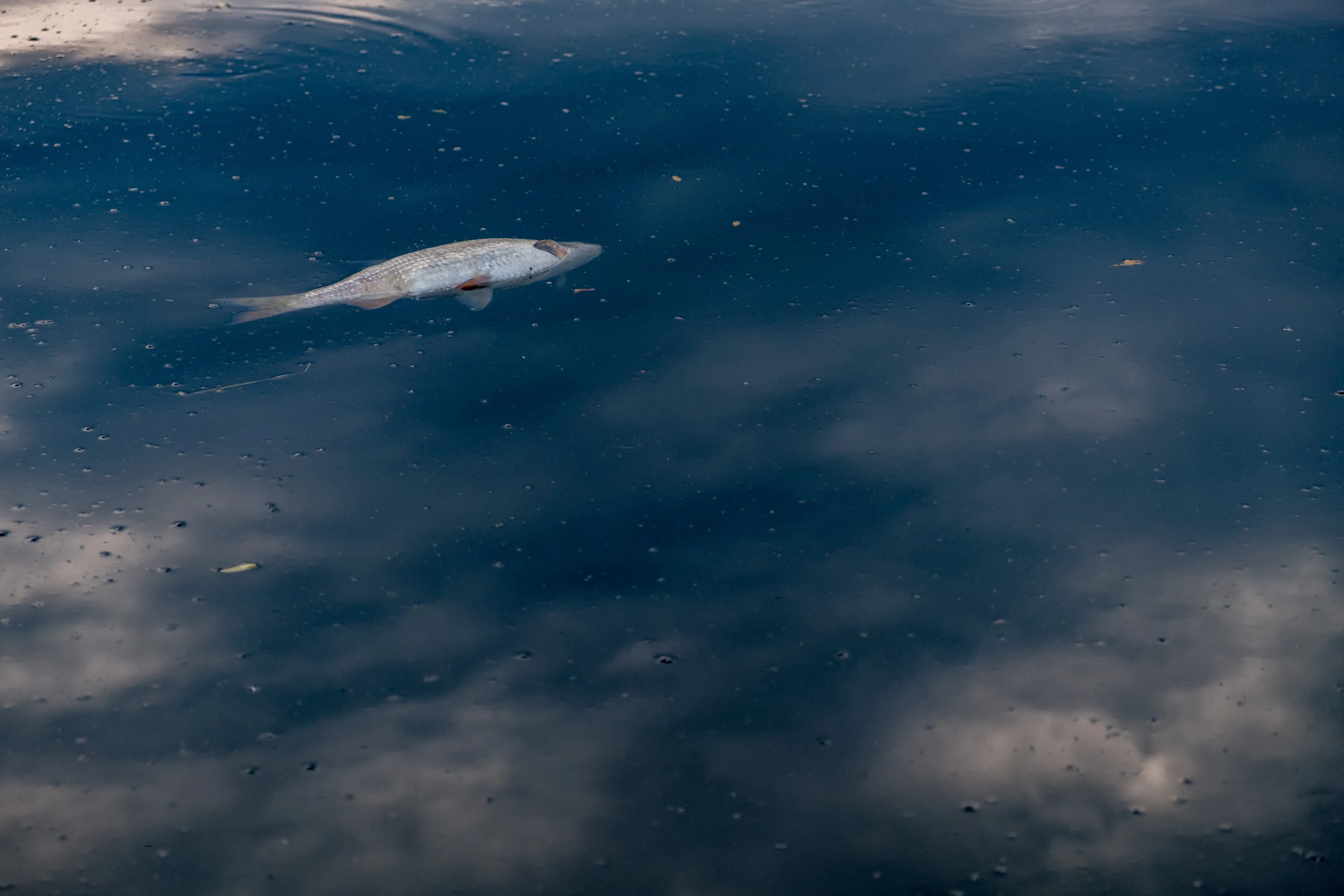 fish 2495407