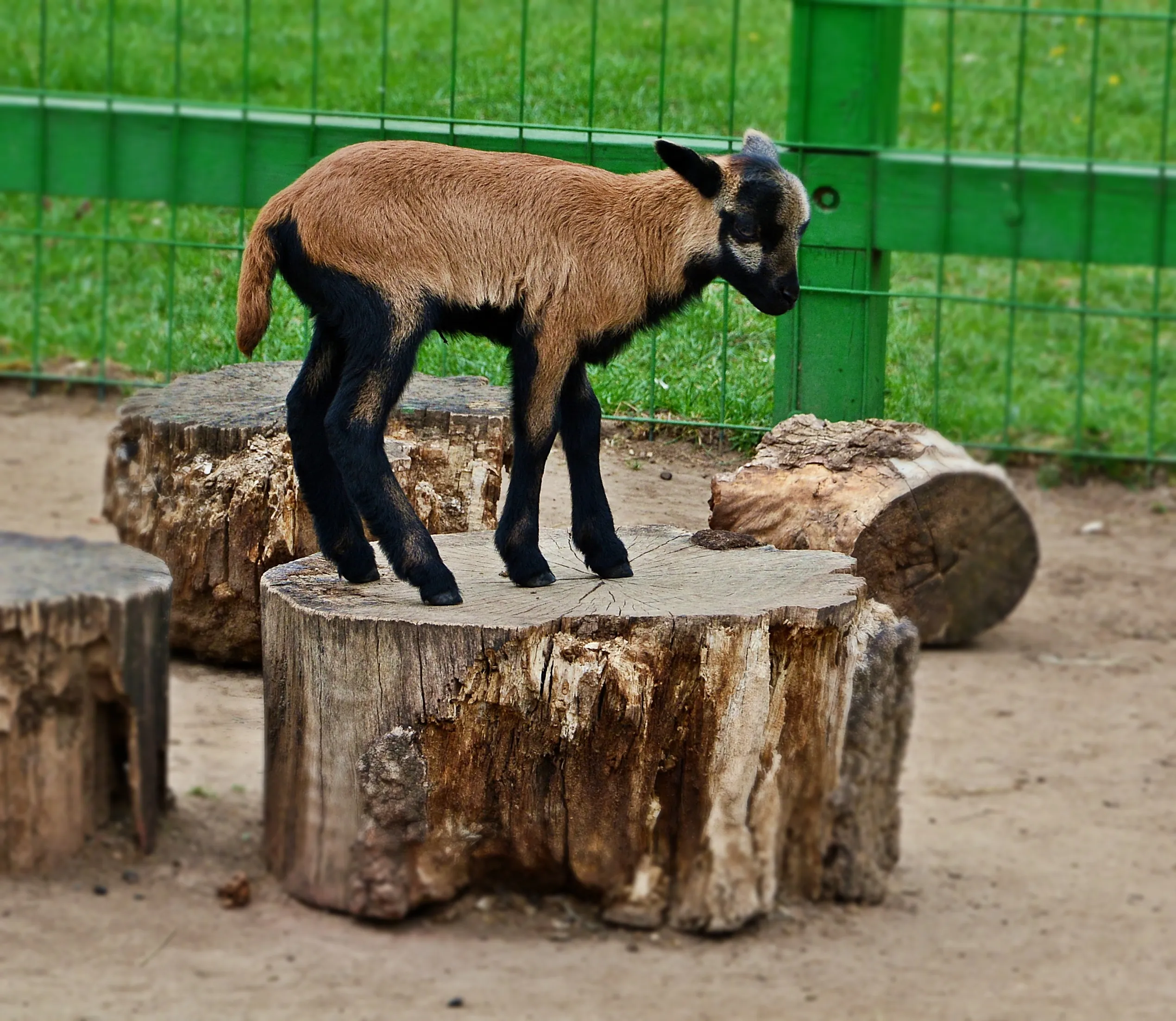 goat kid 2276025