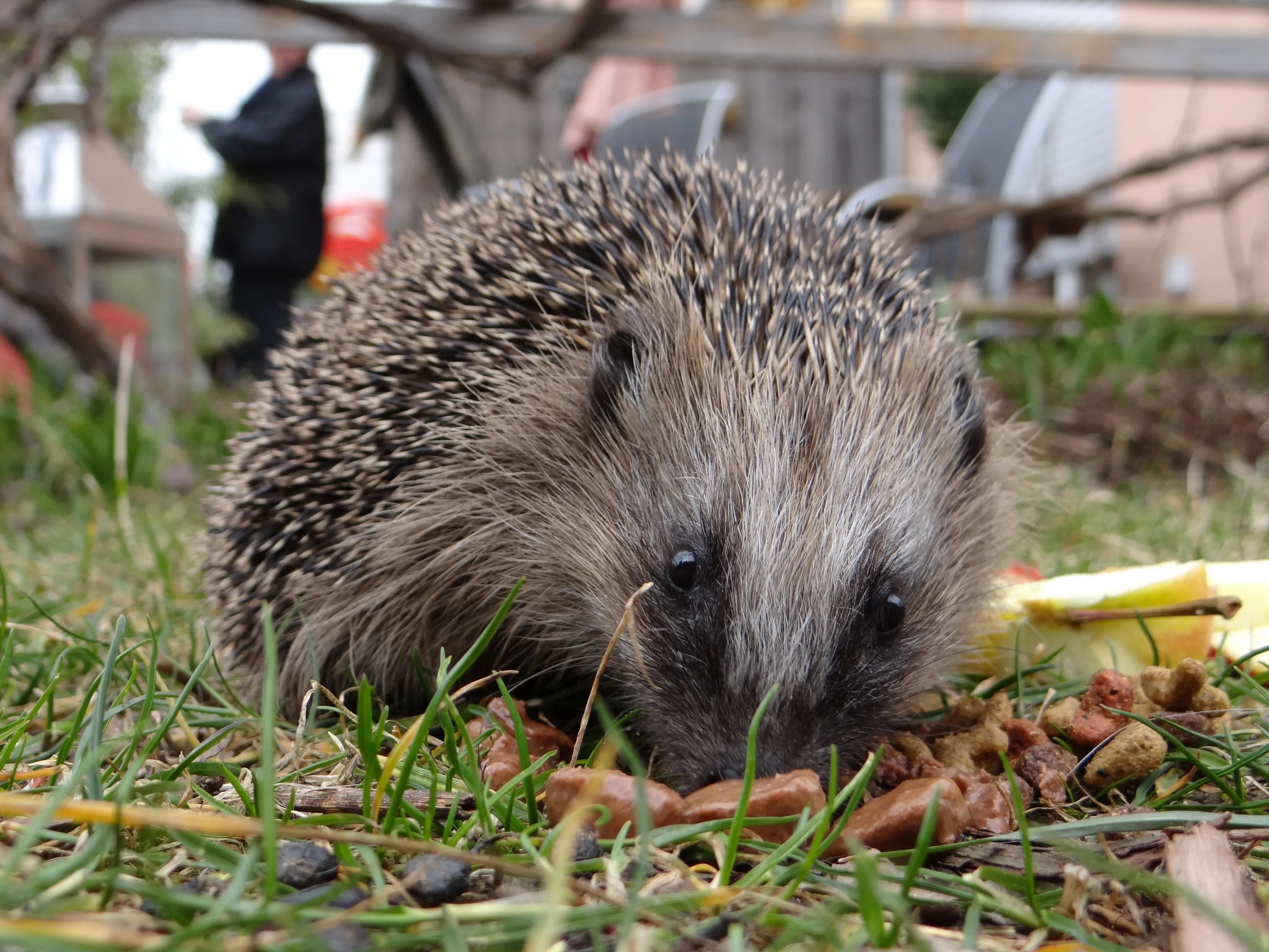 hedgehog 970237