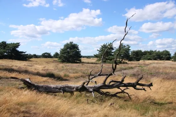 hoge veluwe steve armor