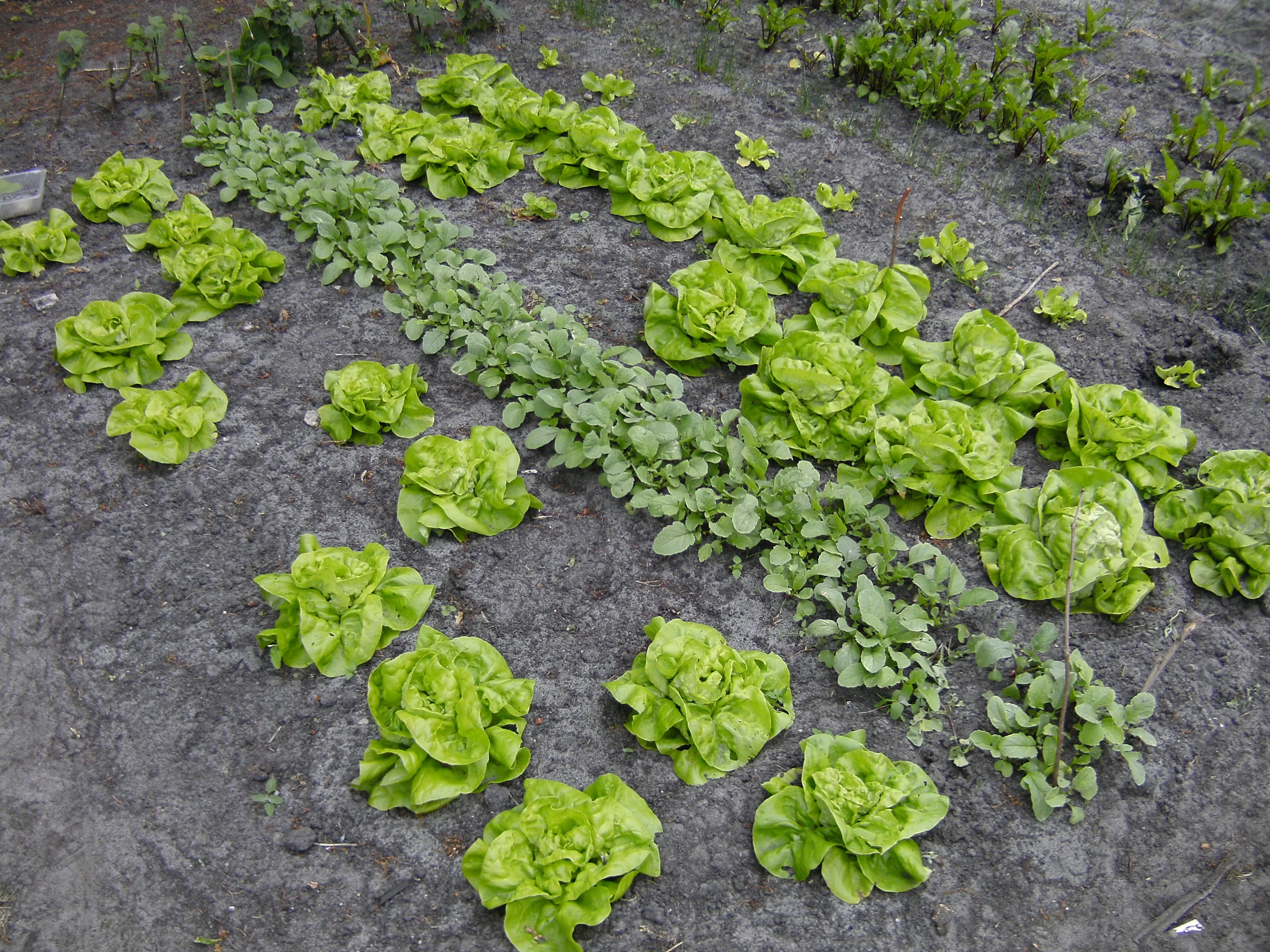 kitchen garden 788629