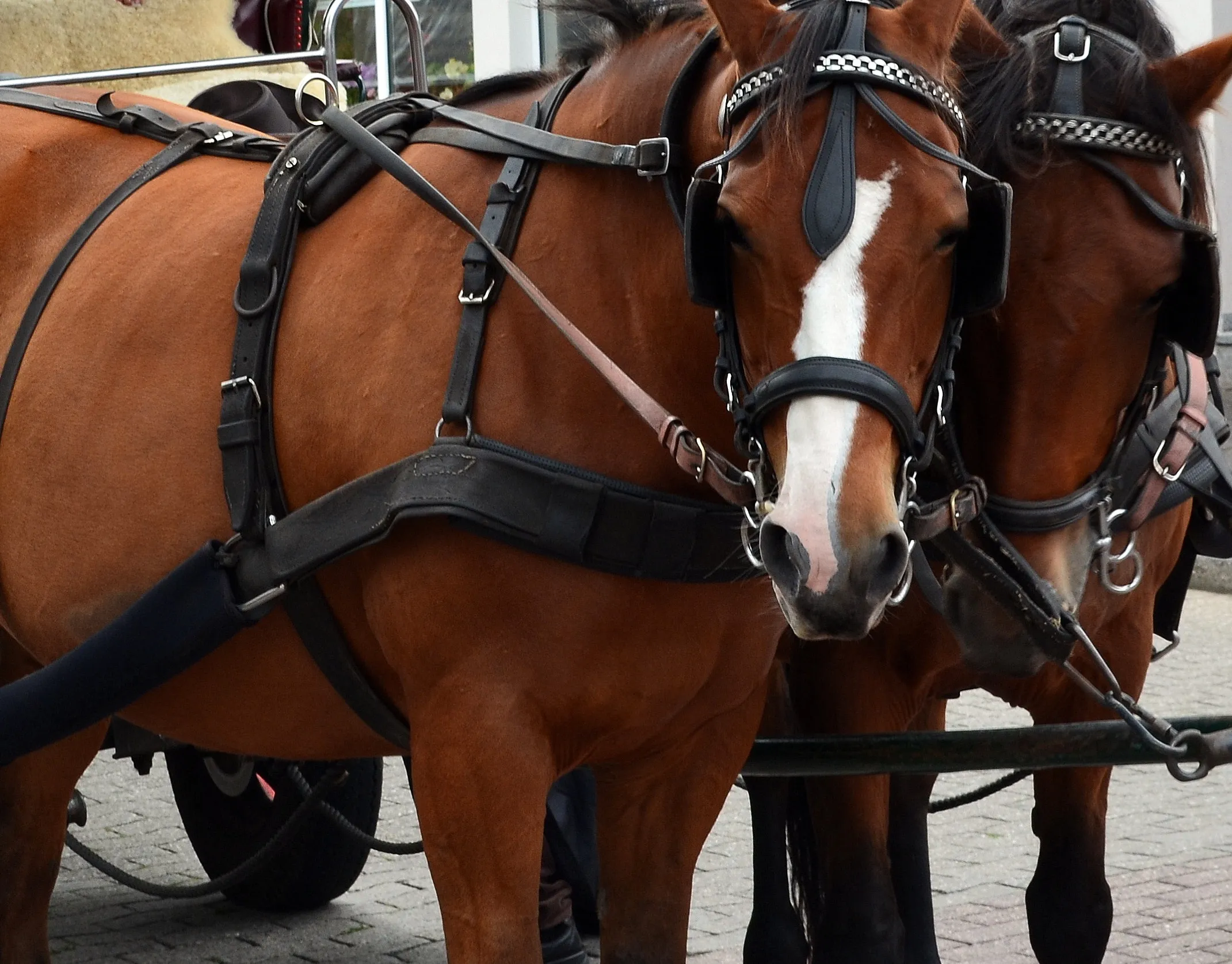 kutsch horse 2645204