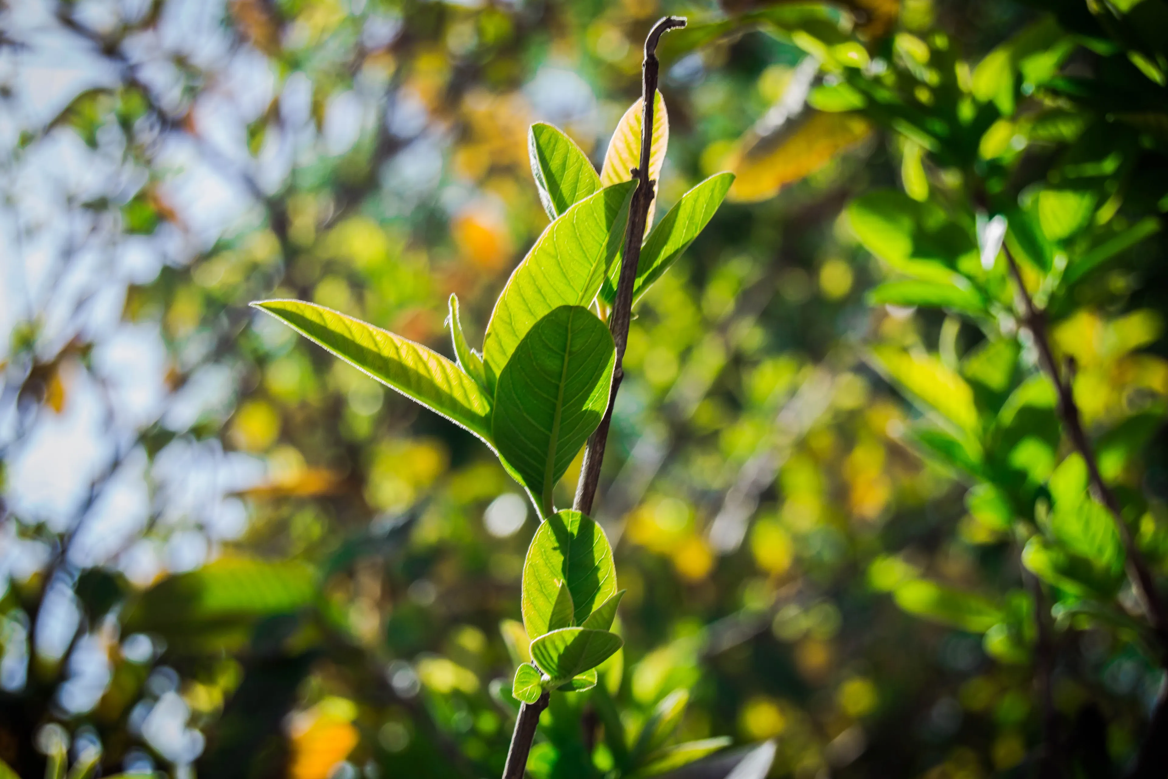 leaf 2884056