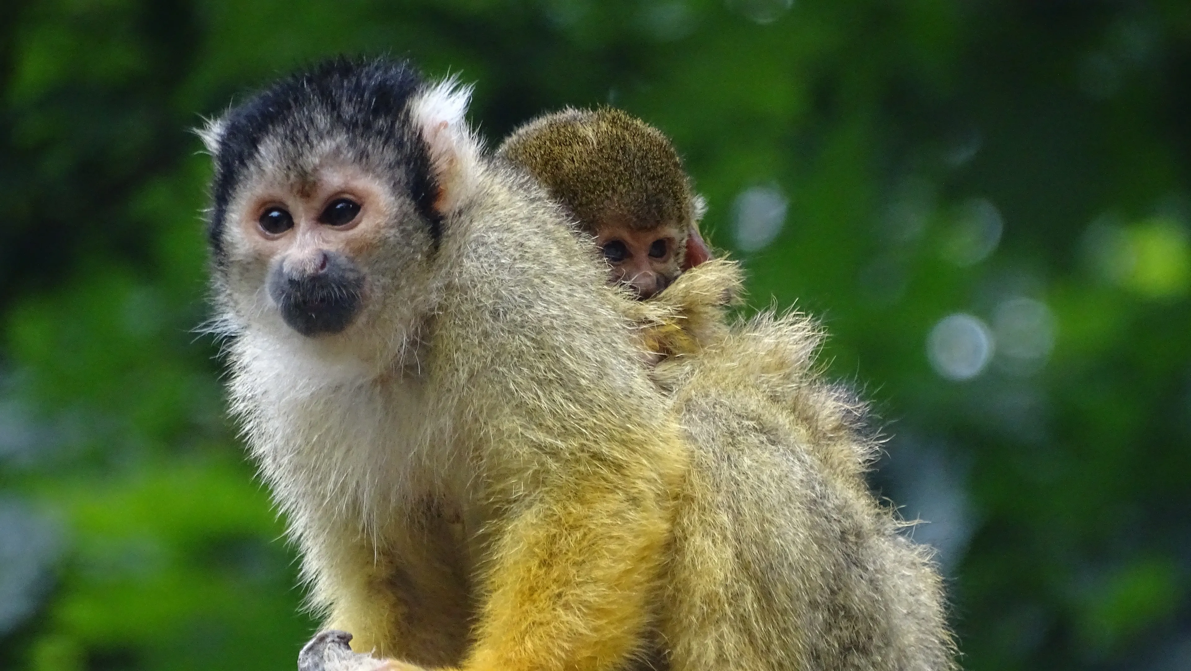 little monkey 26486031