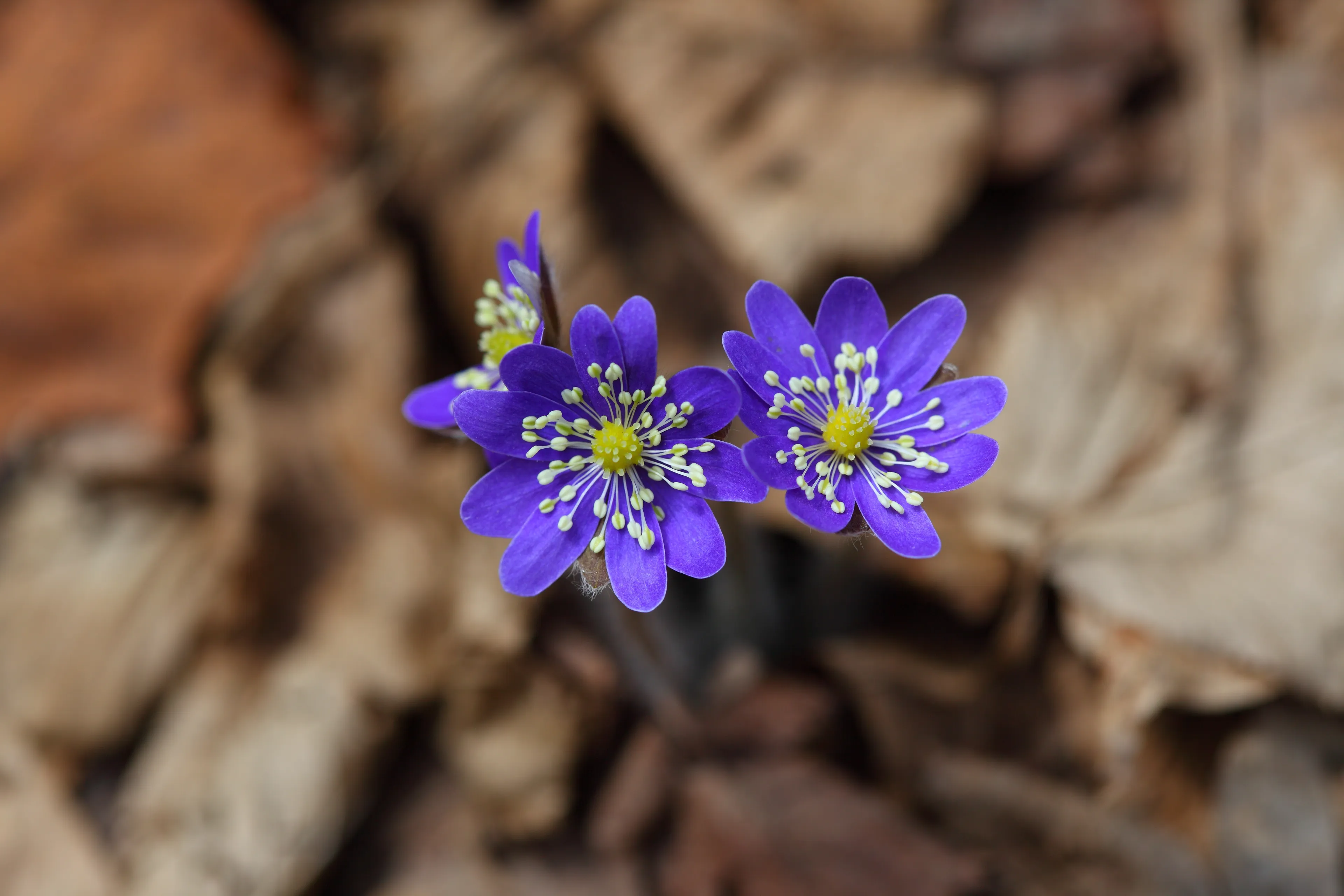 liverwort 3159876