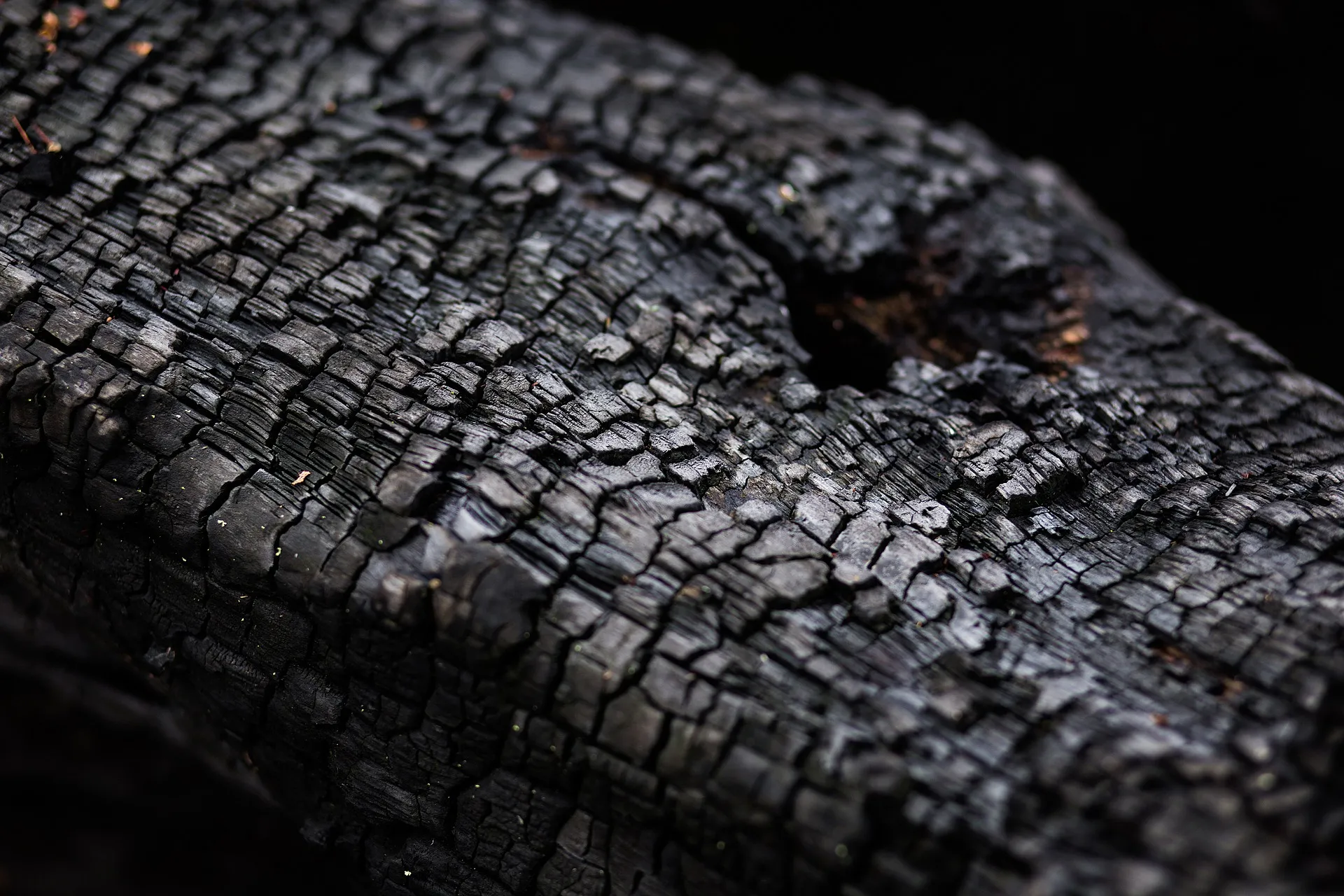 nature 2940774 1920