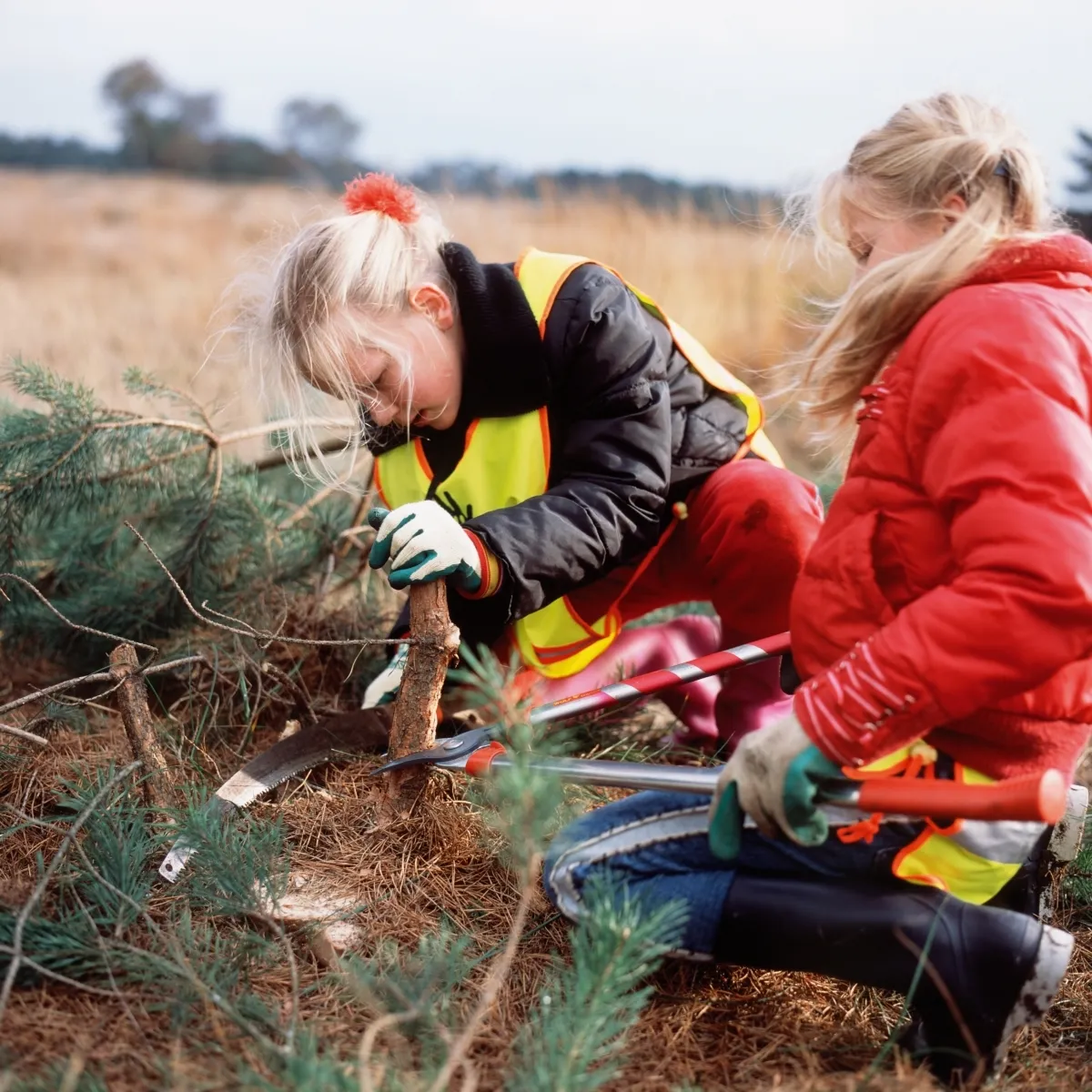 natuurwerkdag staatsbosbeheer