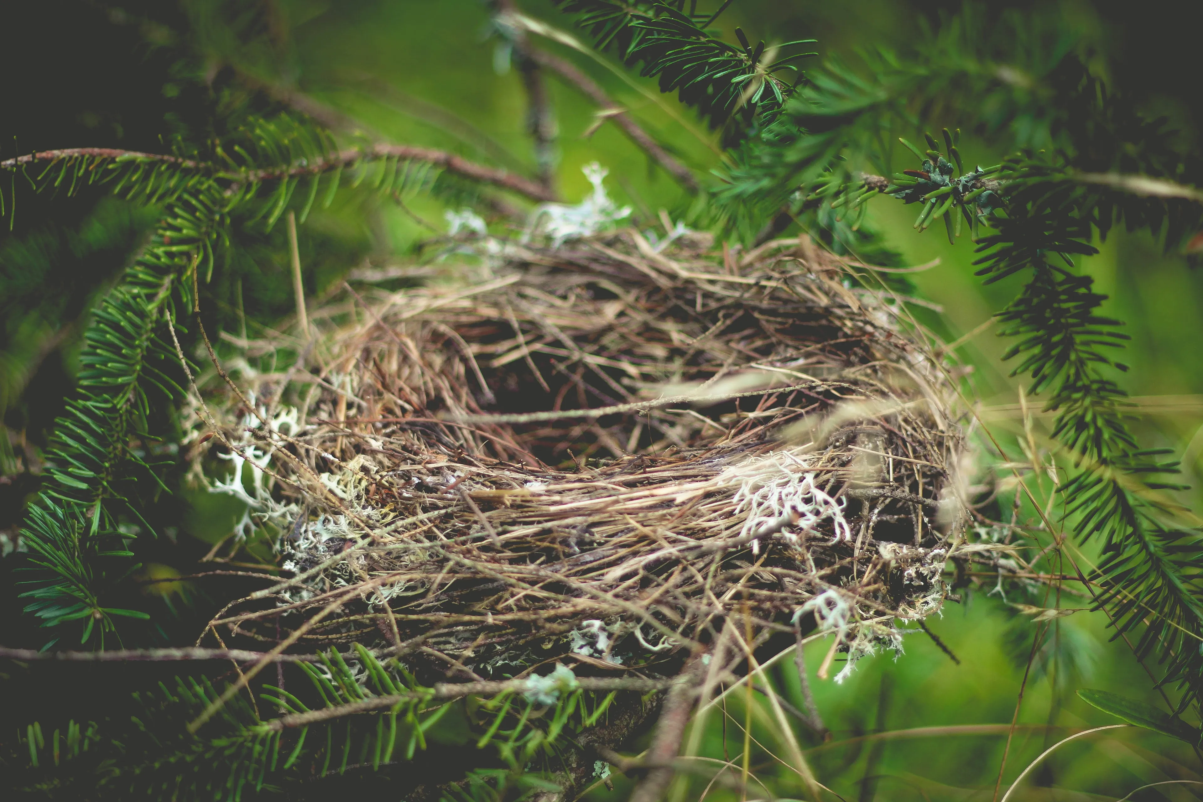 nest 918898