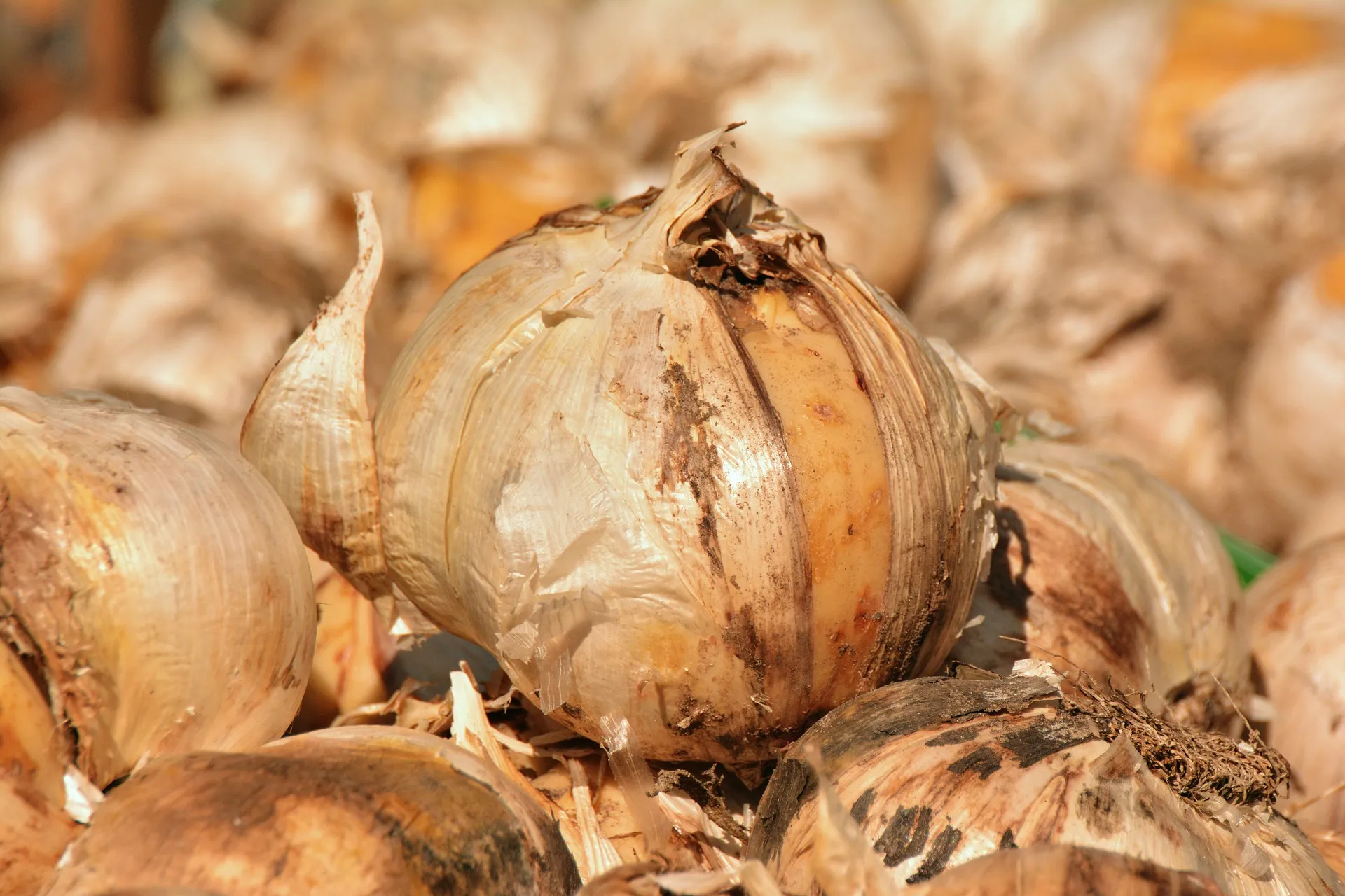 onions 3231314 1920