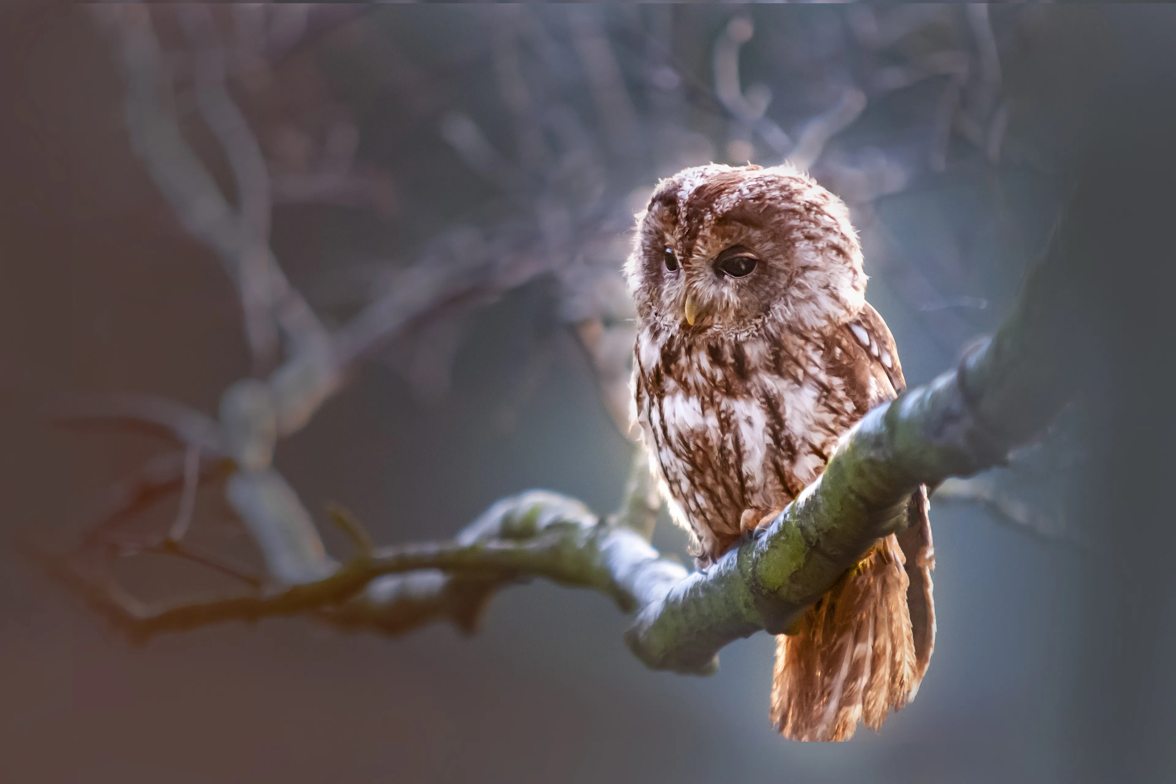 owl 1834152