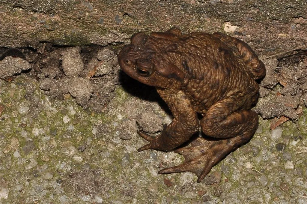 pad groot dierenbescherming