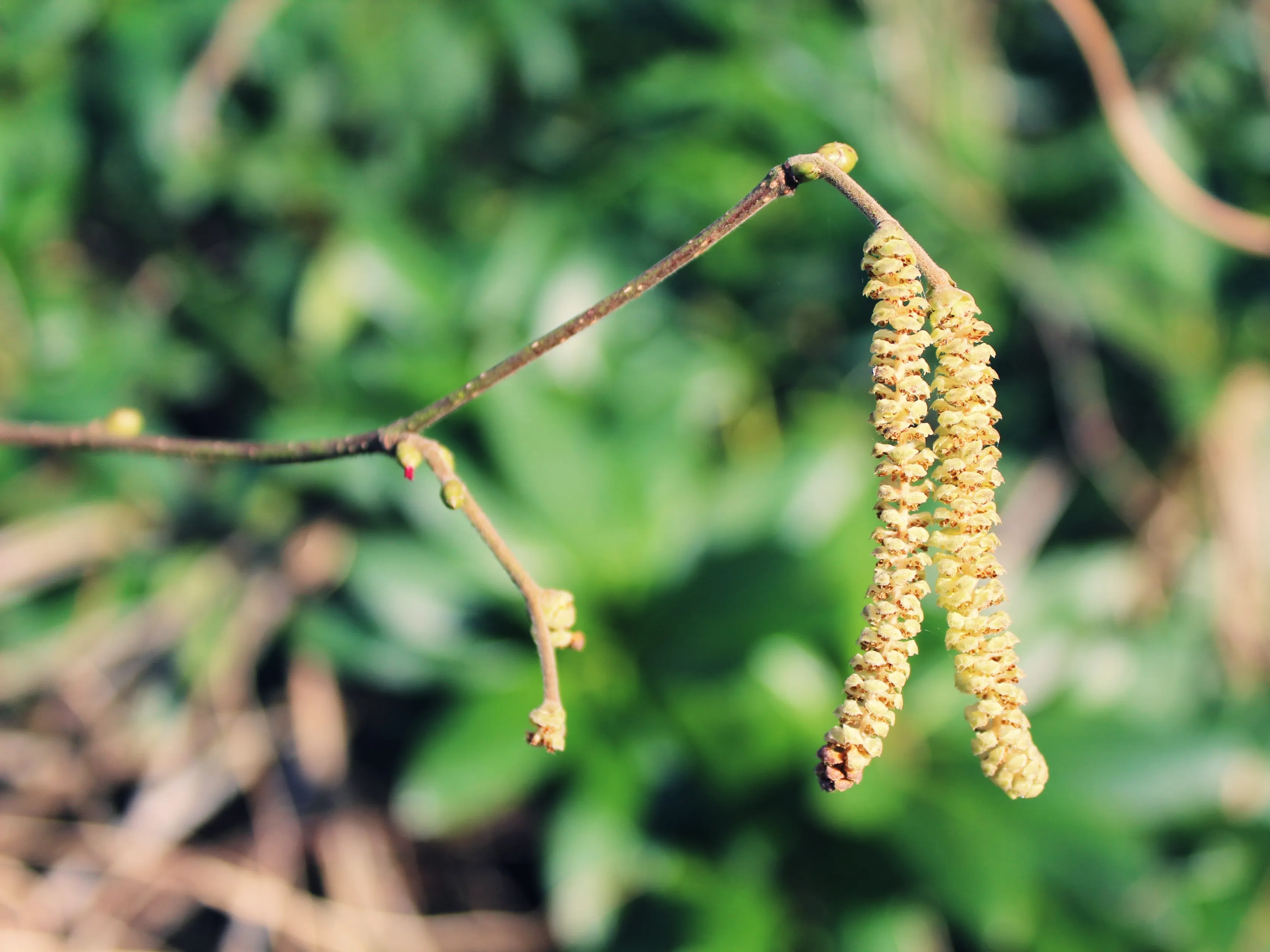 plant 638938