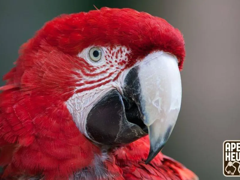 polly ara apenheul