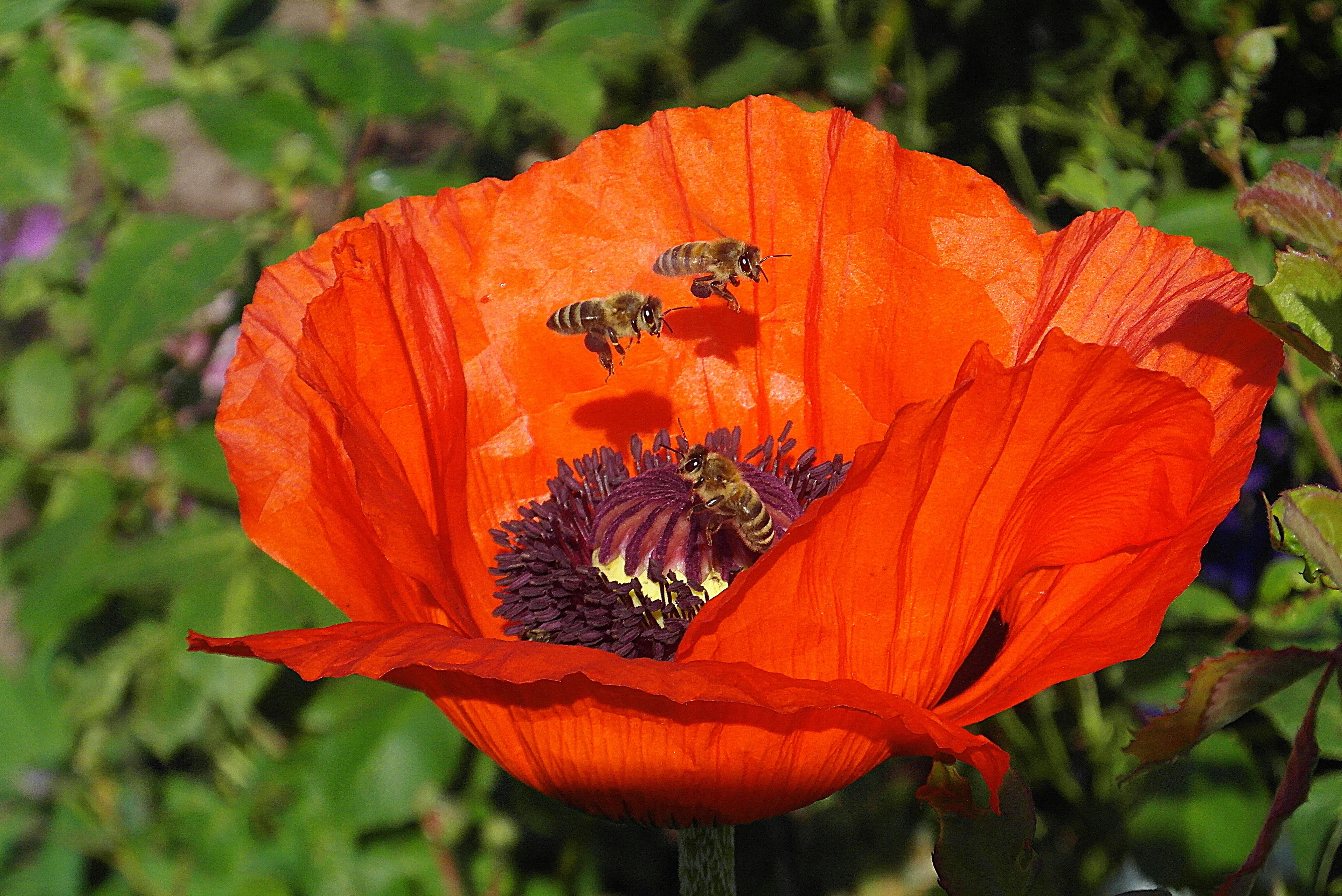 poppy 4273047