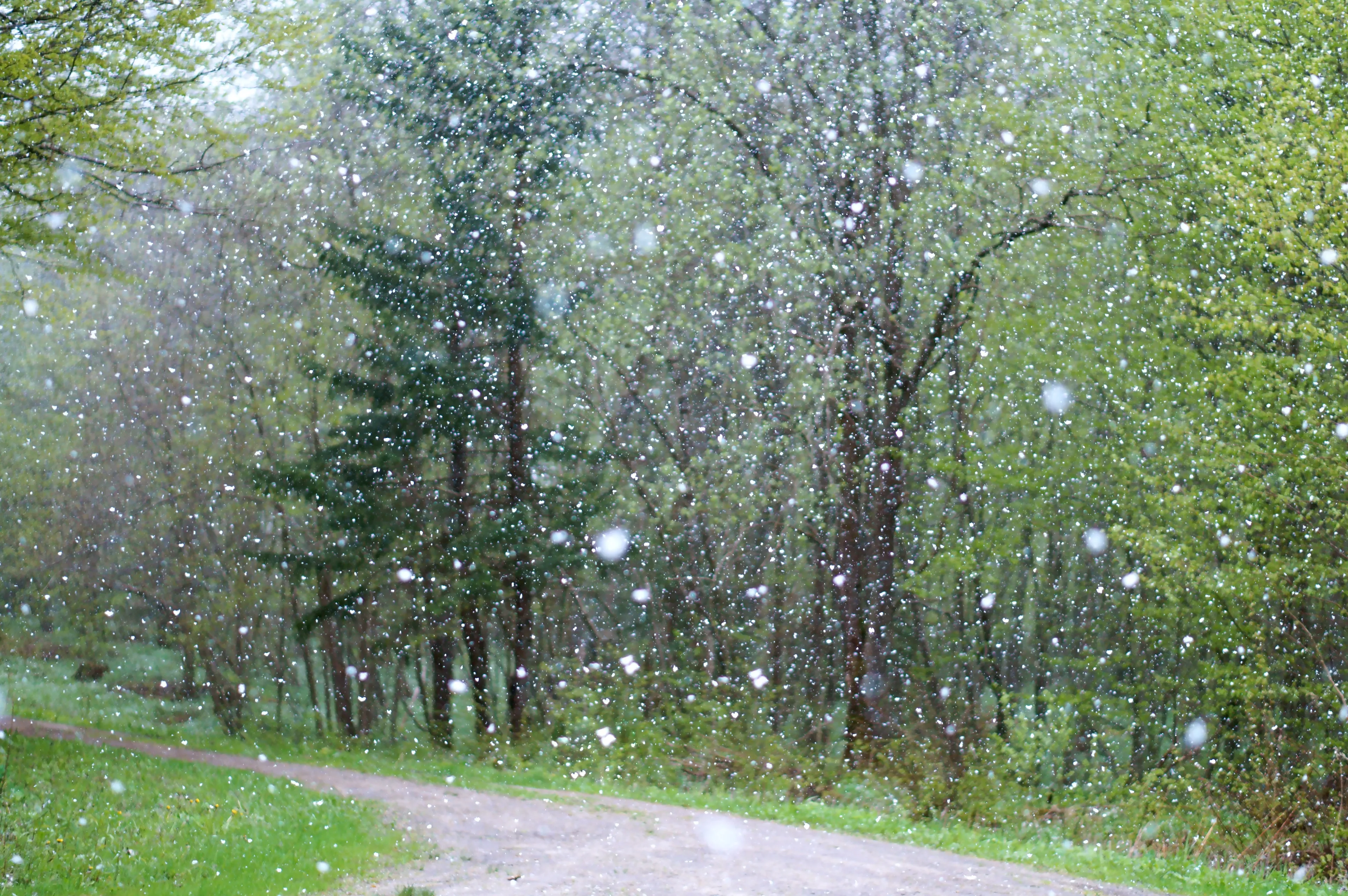 rain 2775032