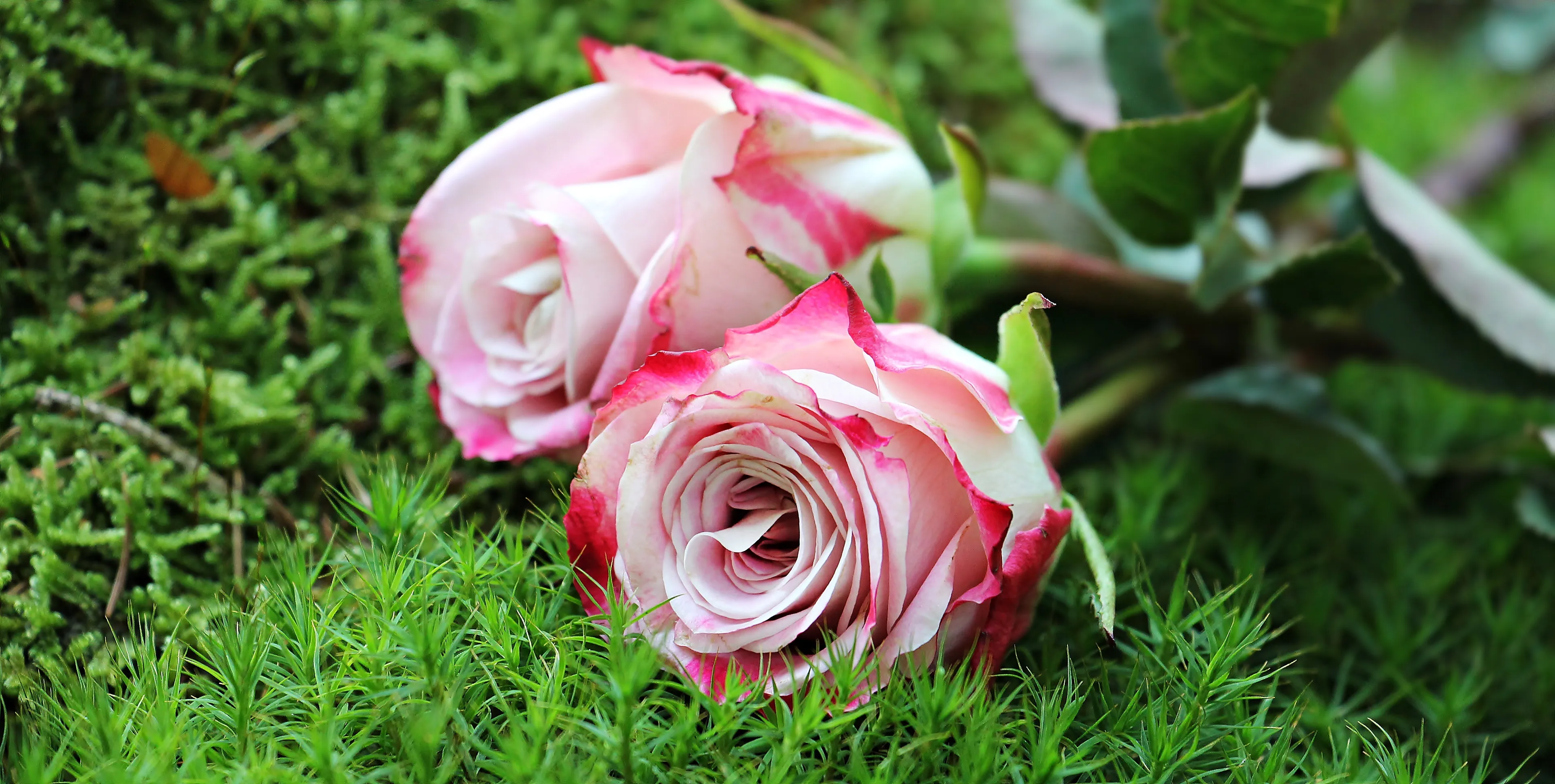 roses 1868669