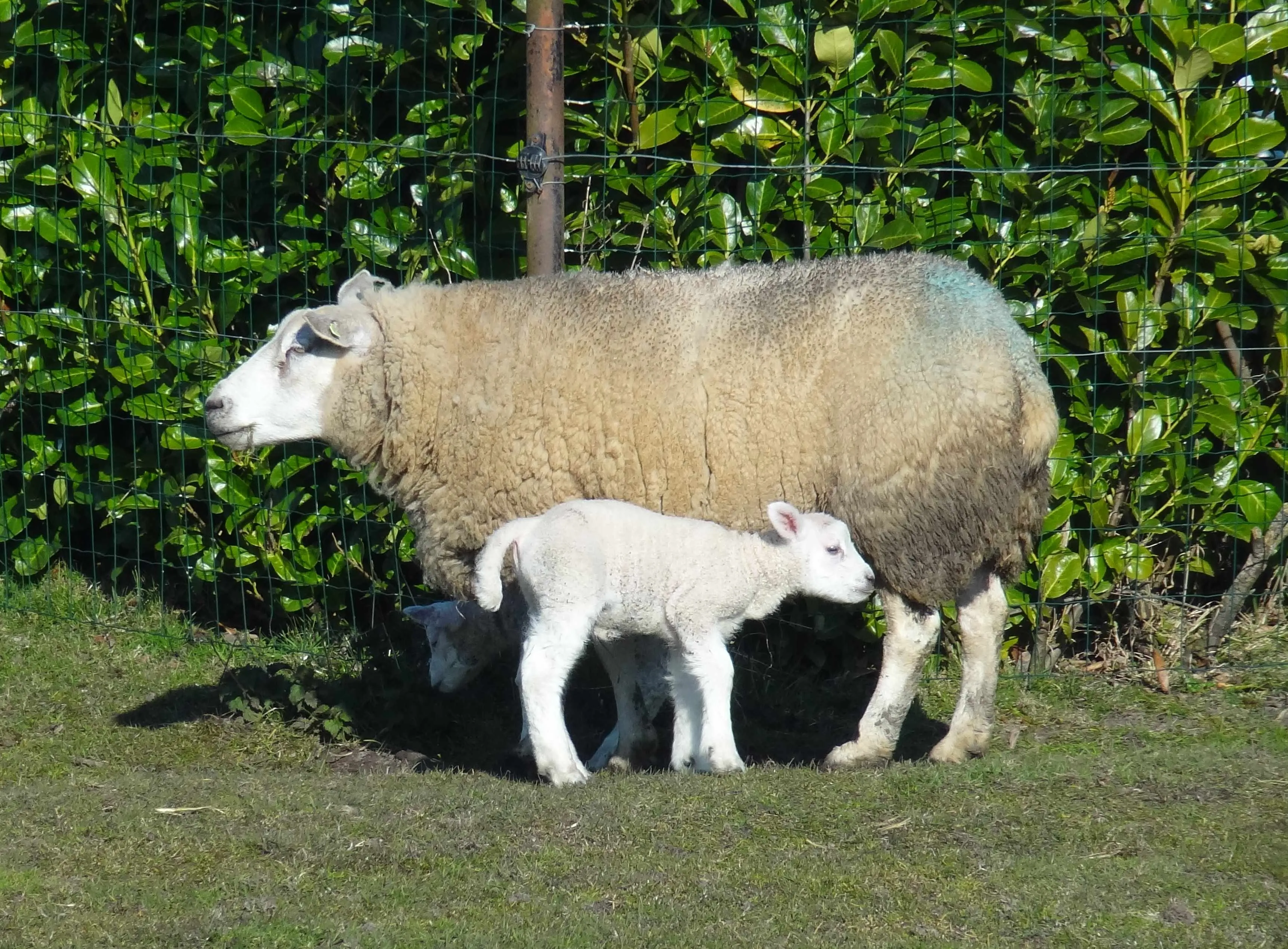 schaap met lam partij voor de dieren