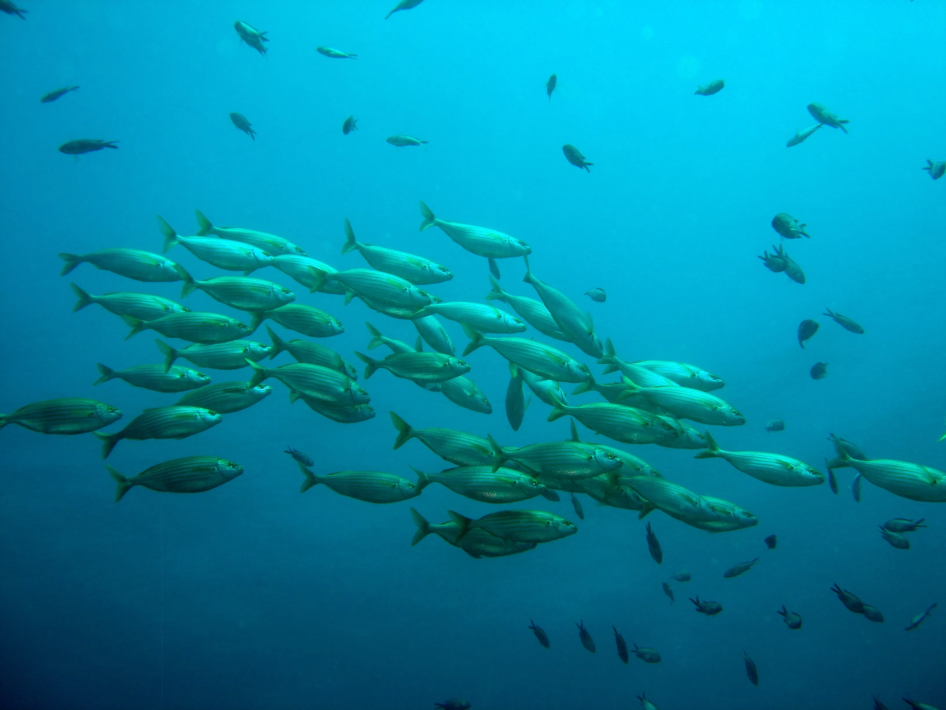 school of fish 756460