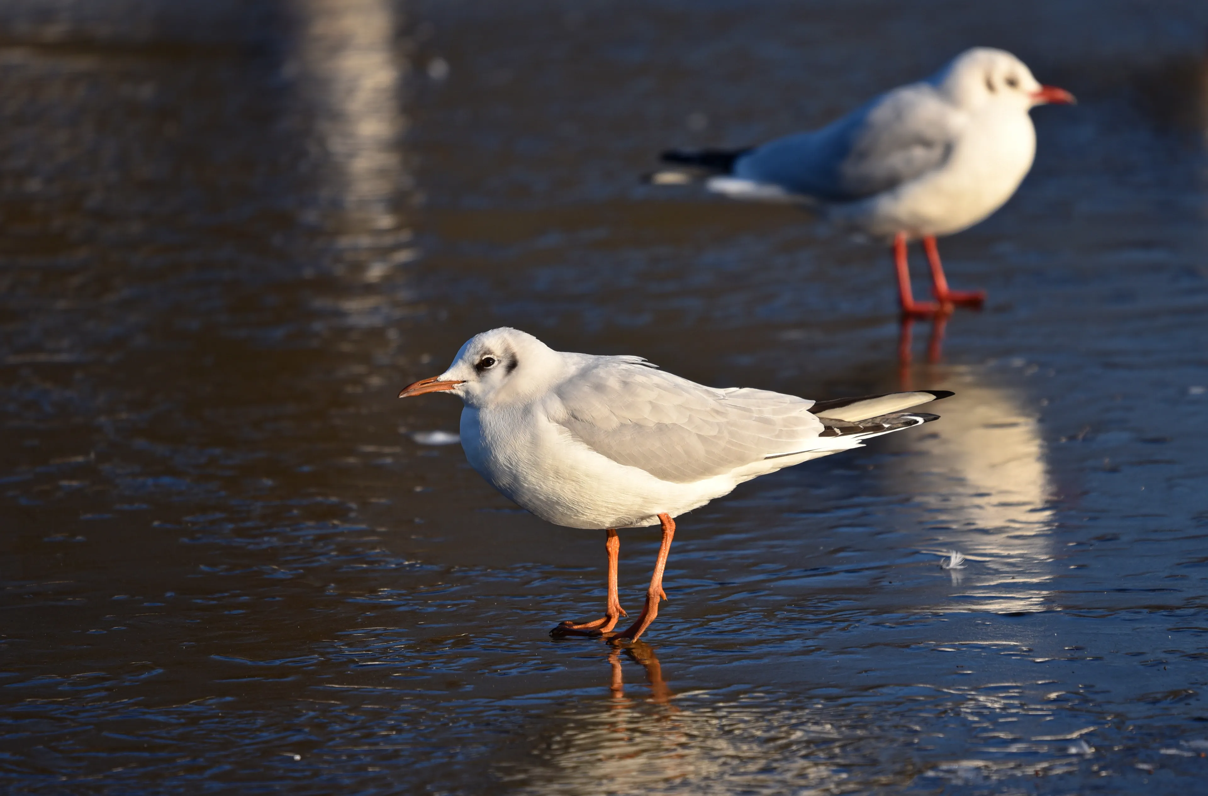 seagull 3179548
