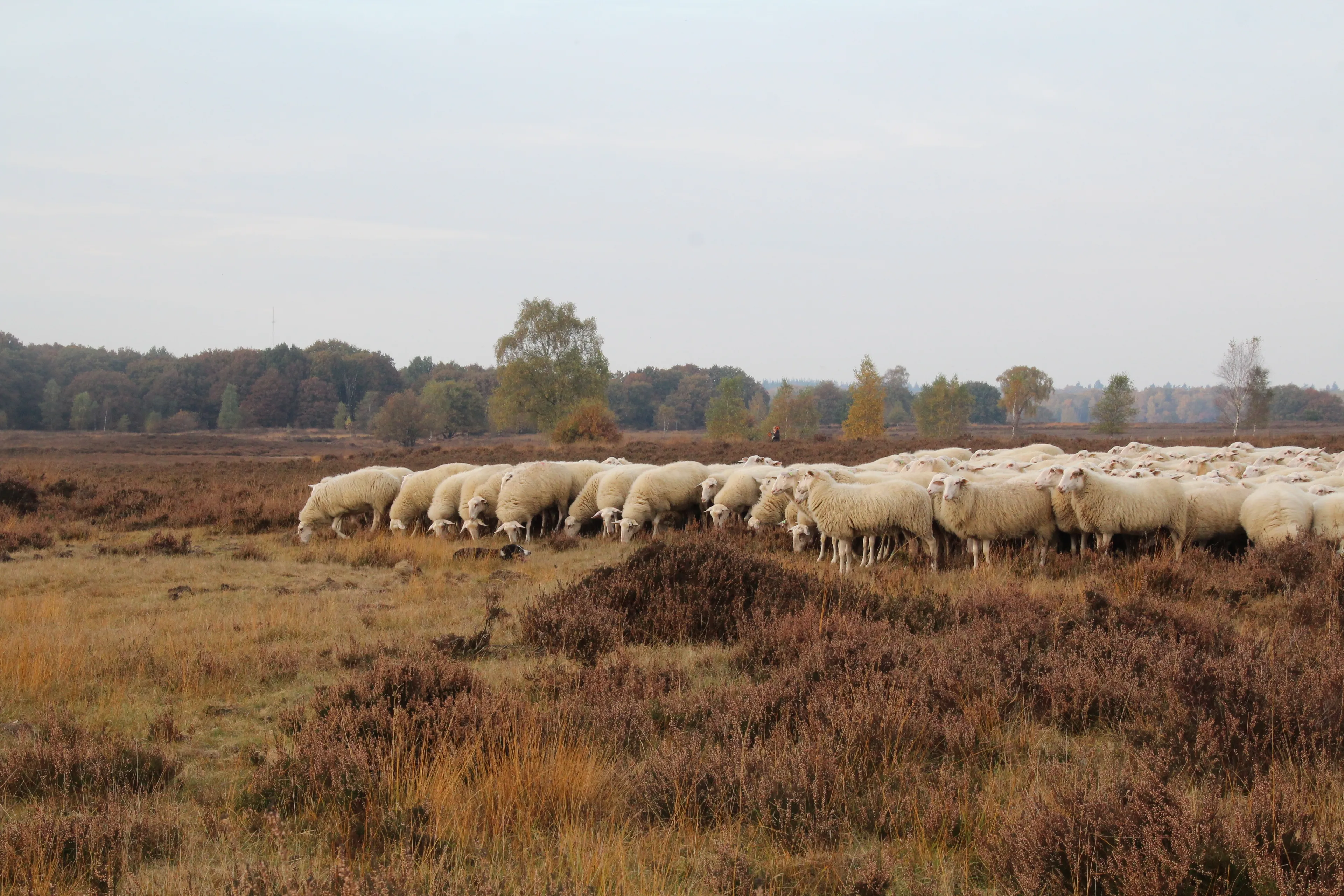 sheep 3886545