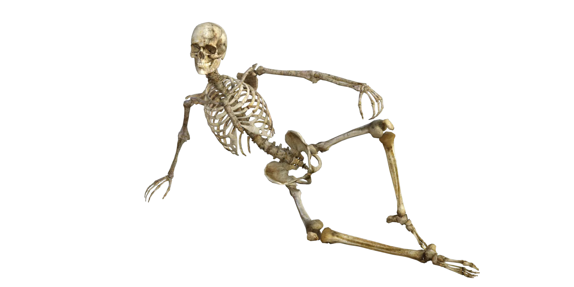 skeleton 1561177