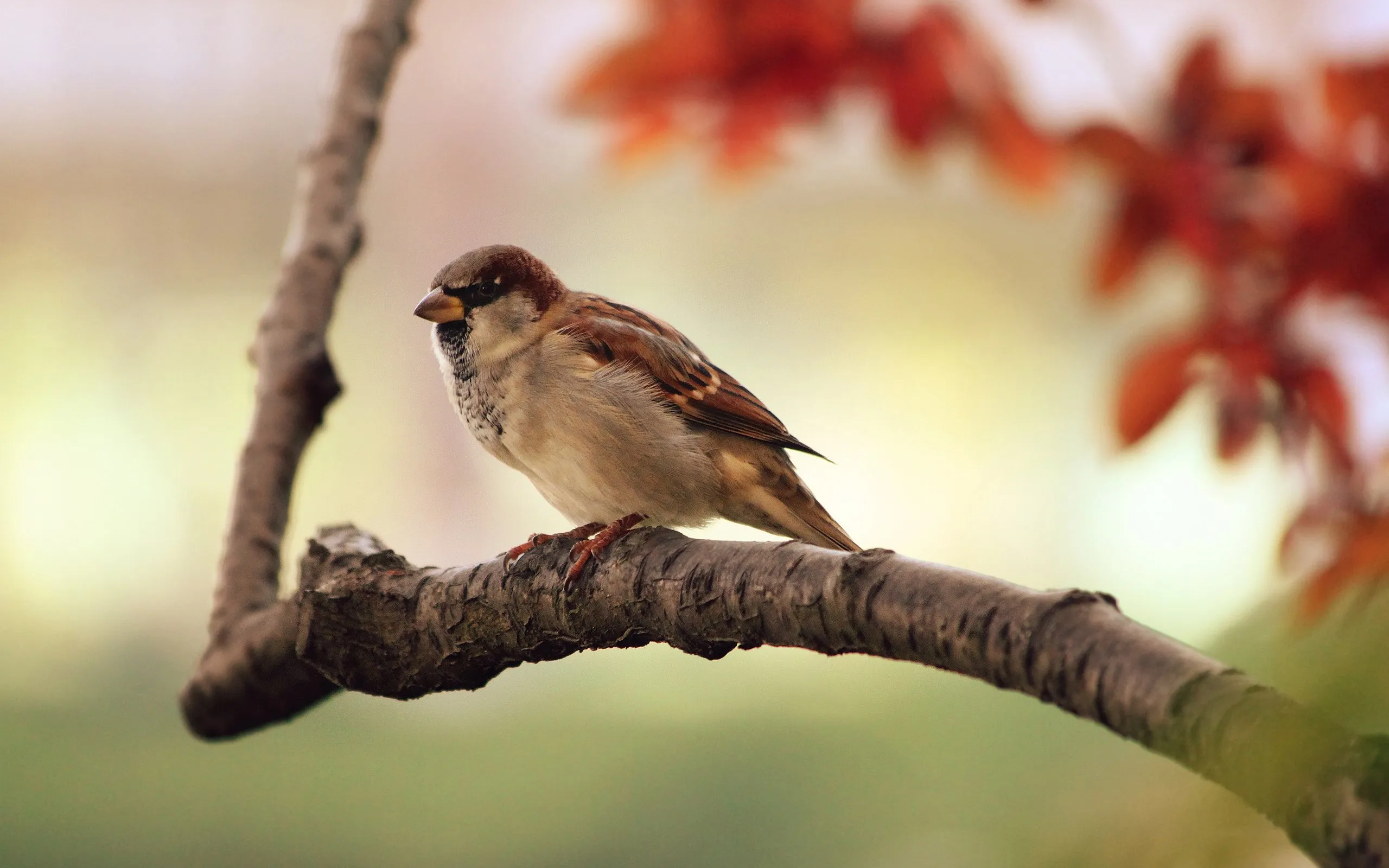 sparrow 9950