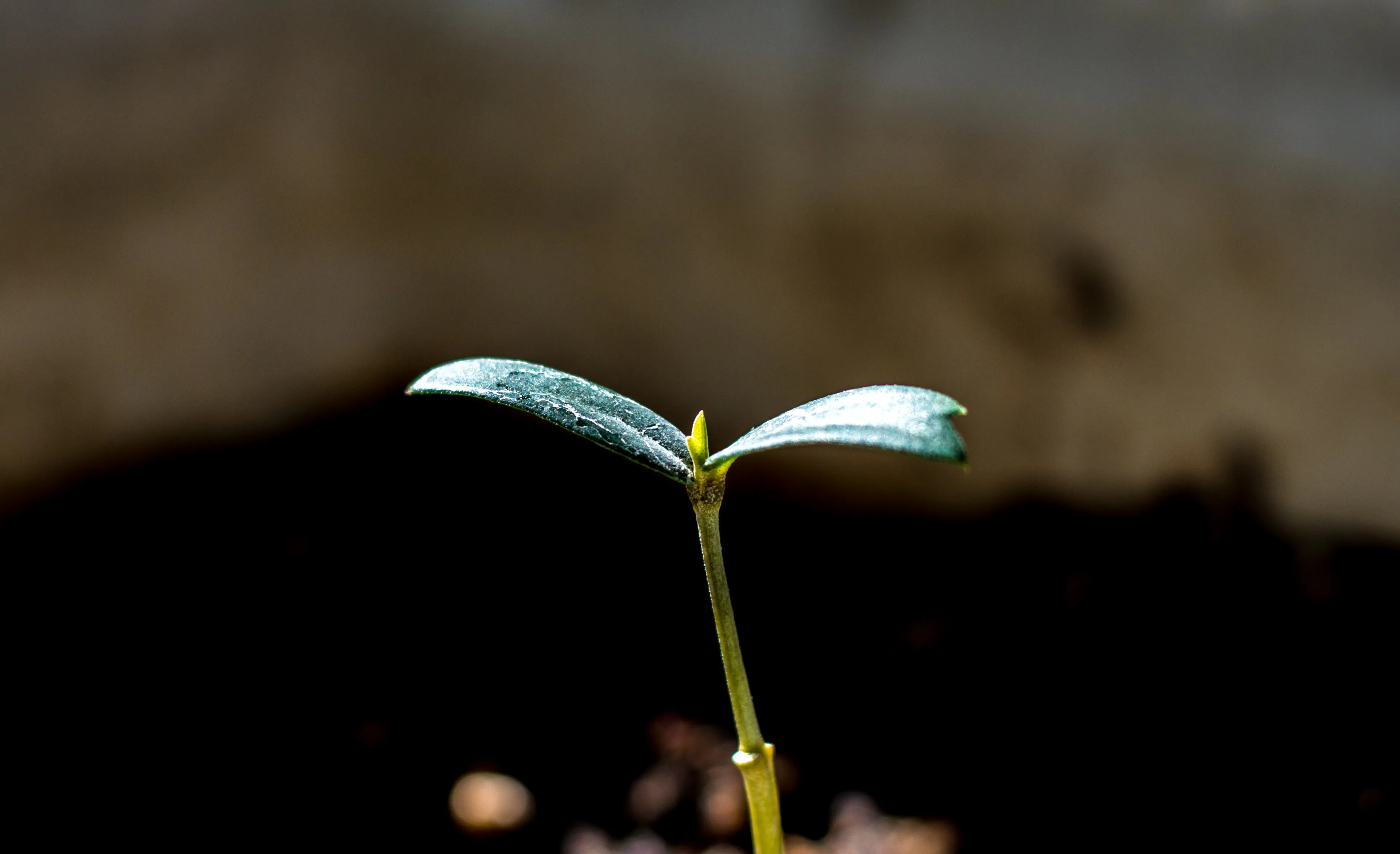 spring 3980594