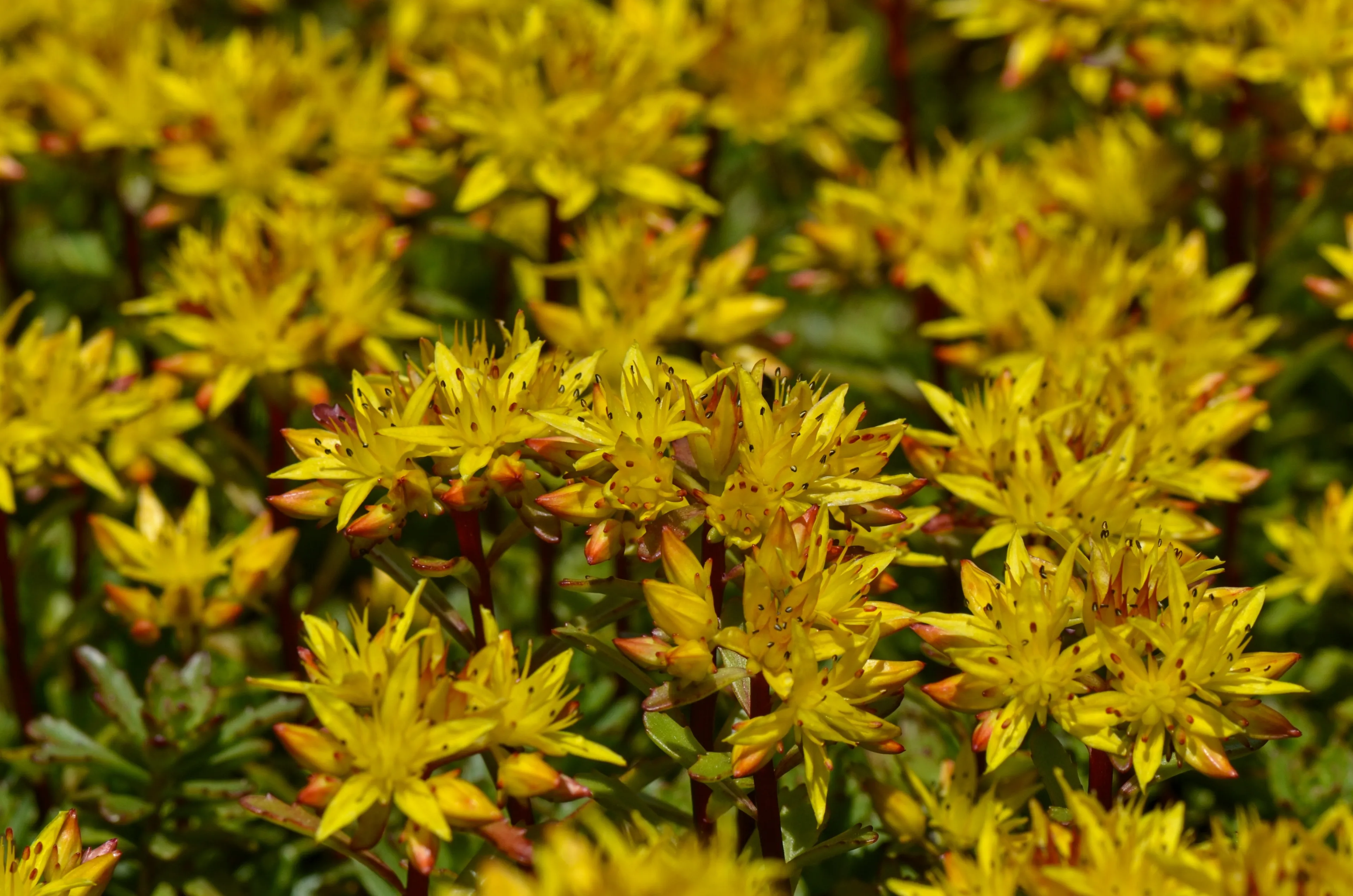 stonecrop 4194150