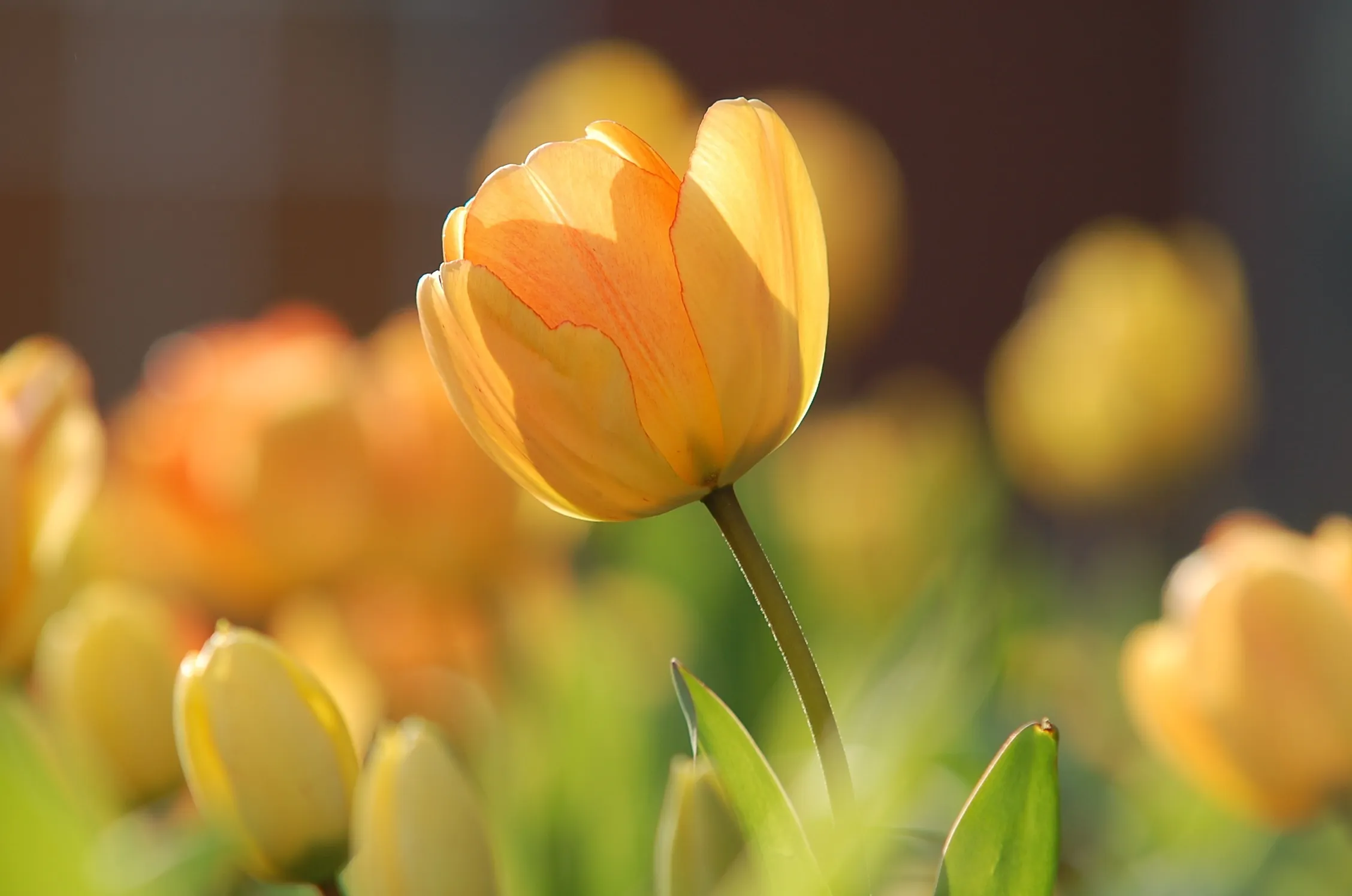tulip 690320