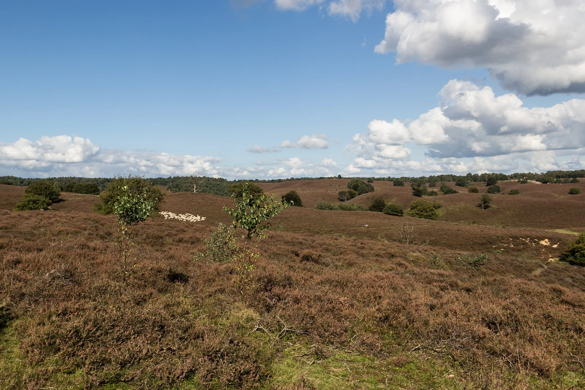 veluwe 2173251 1920