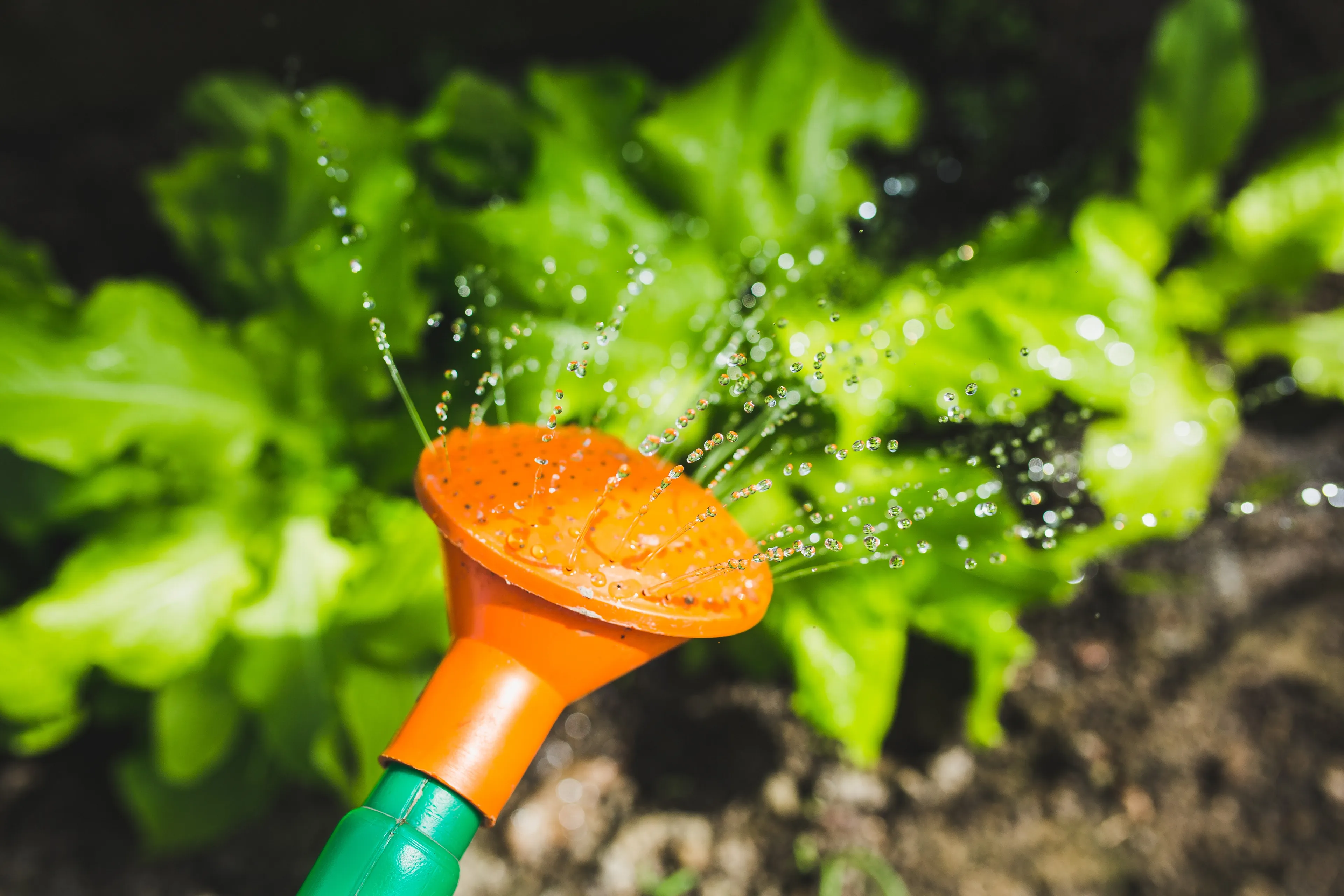 watering 791312