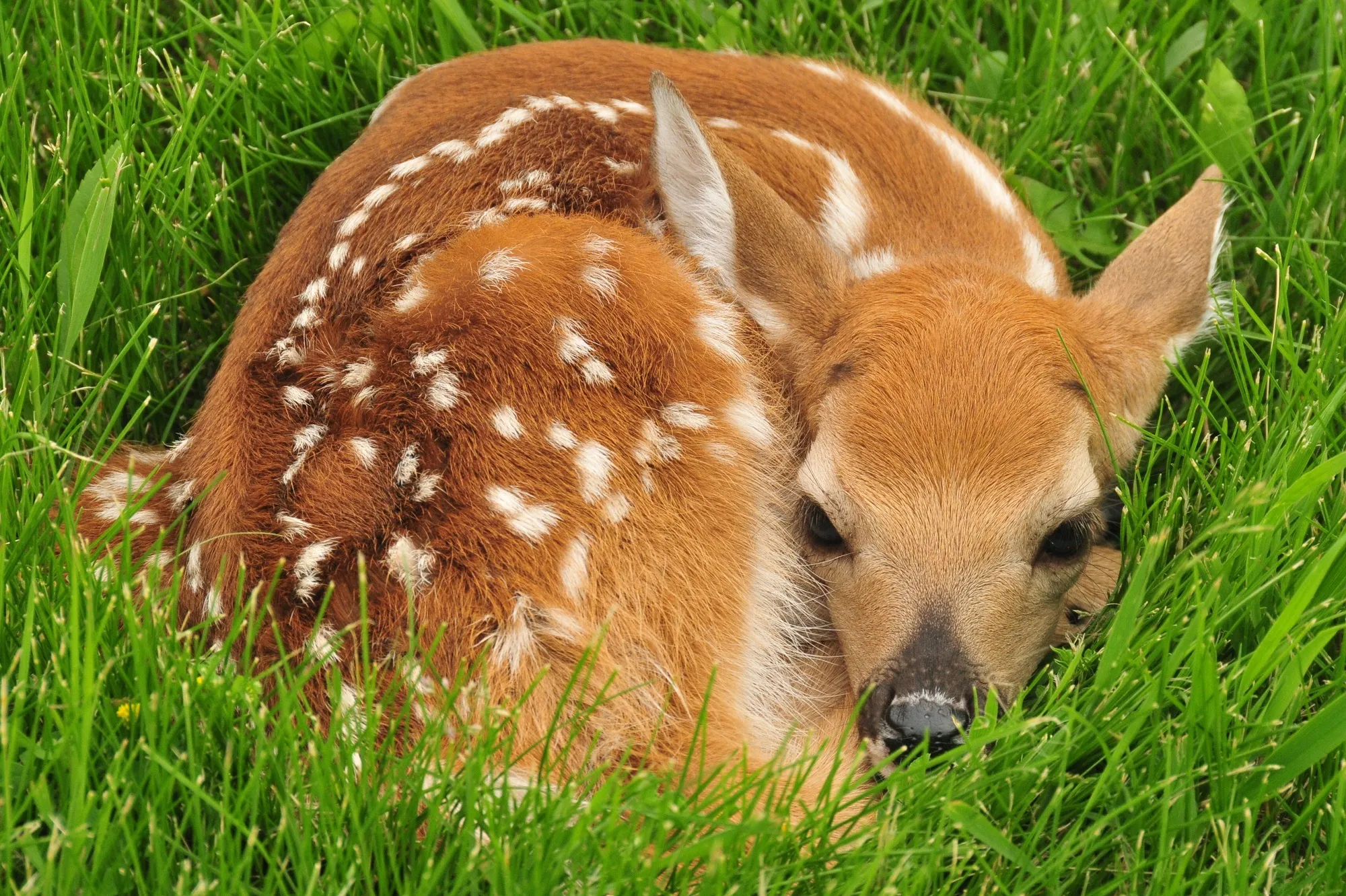 white tailed deer 934512