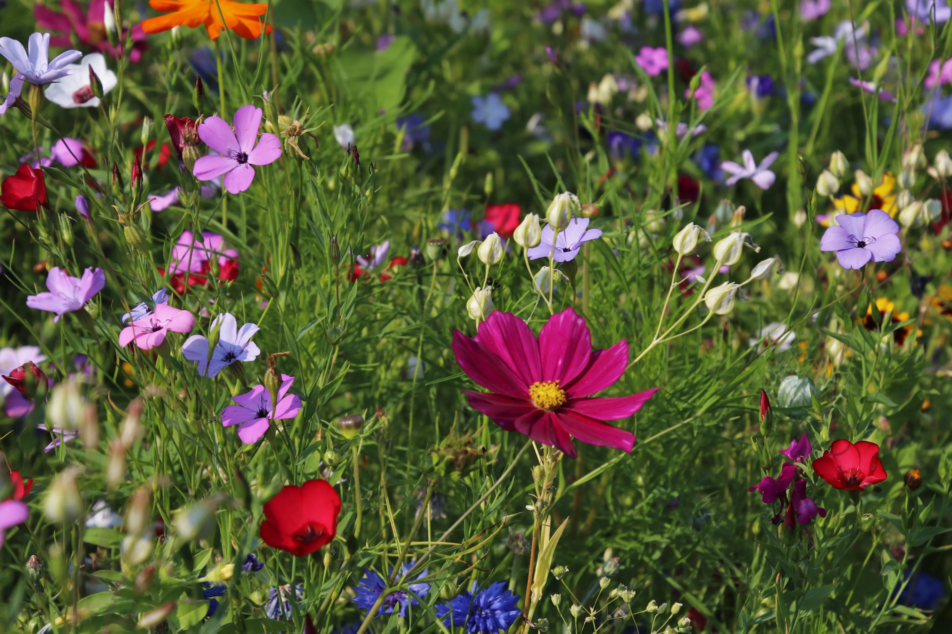 wildflowers 3571119