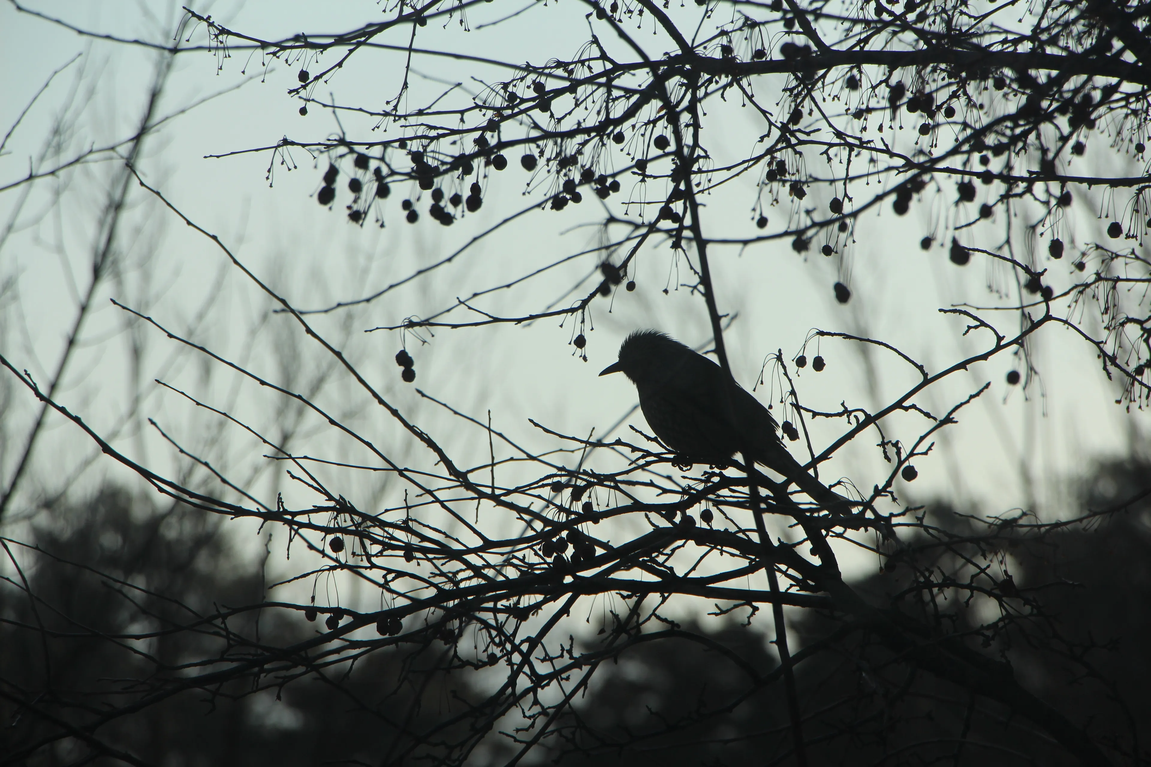 winter 775590