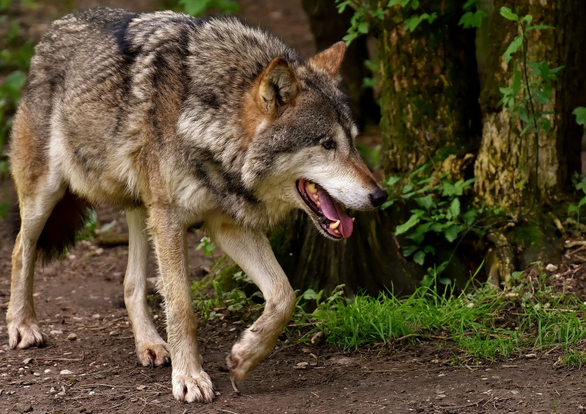 wolf 3151876 1920