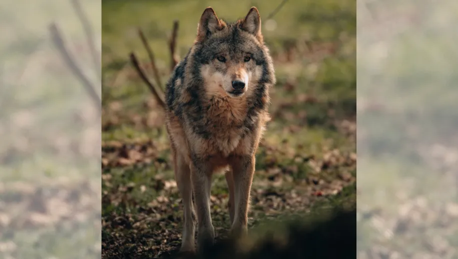 wolf