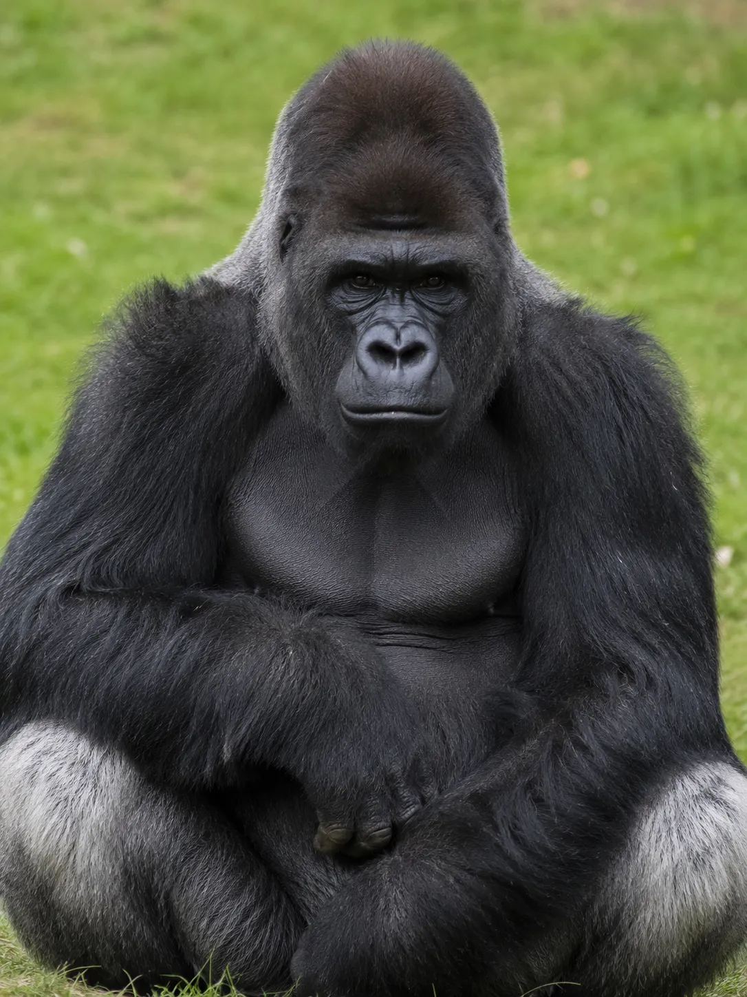 gorilla apenheul