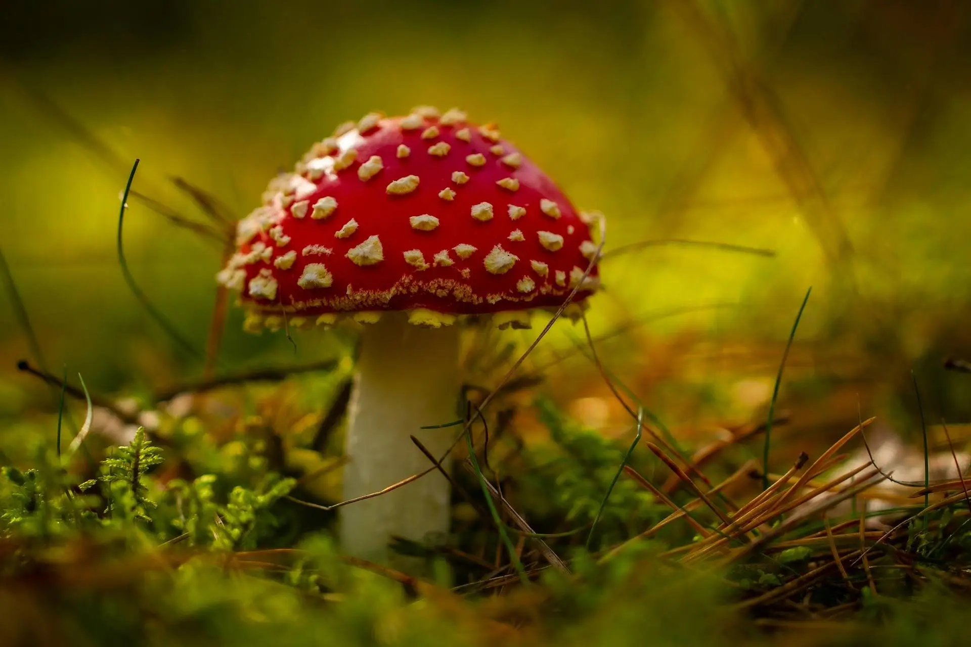 martex5-toadstool-8296596_1920 Pixabay