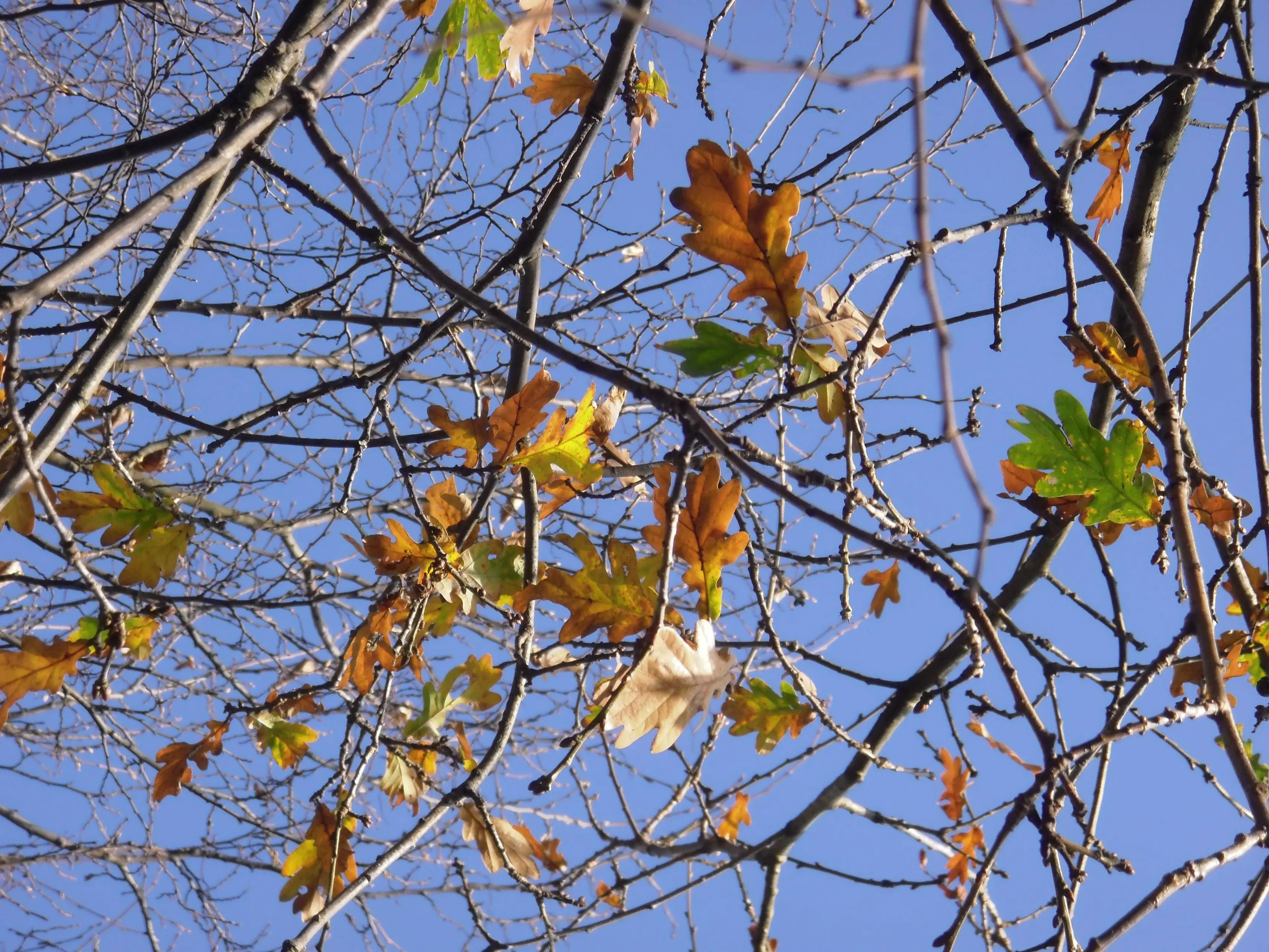 Herfstbladeren aan een boom, illustratief beeld bij het opruimen van herfstblad