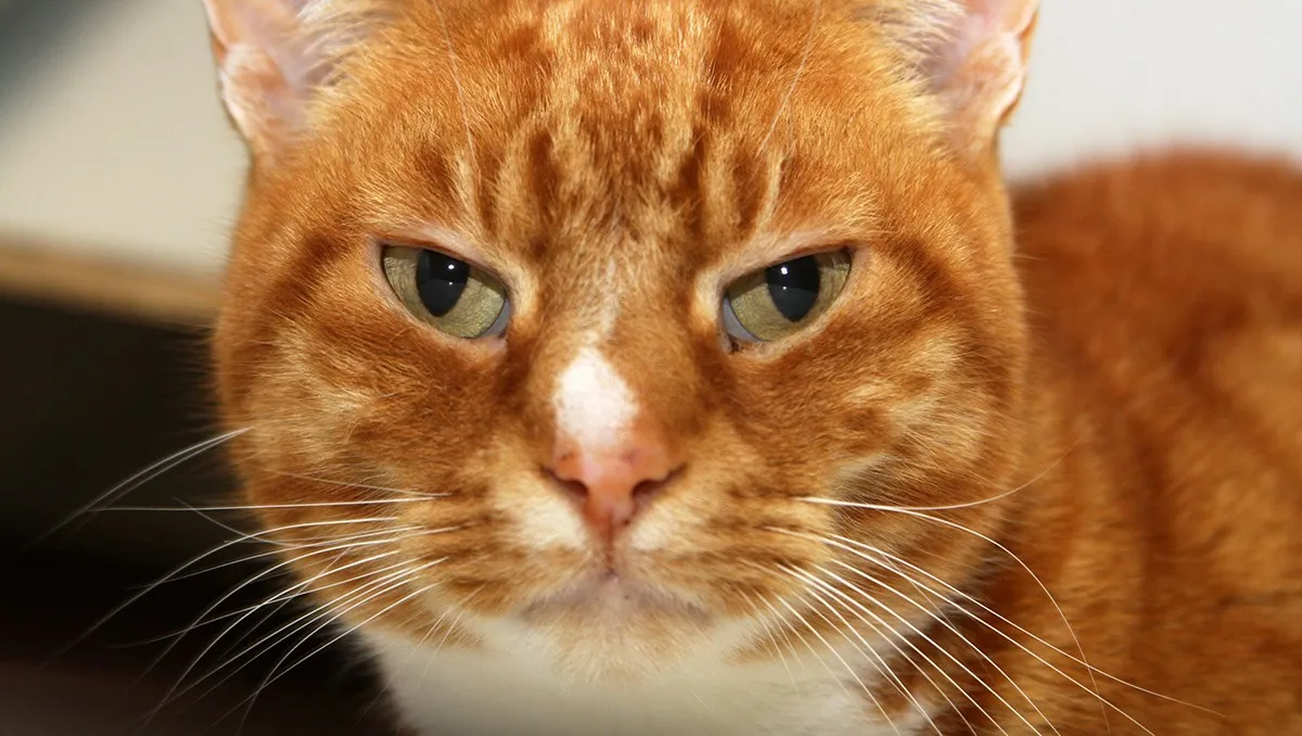 arthur 21279 dierentehuis arnhem 1