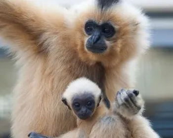 bc3ve9gn6n12eleult5llwquh 185139