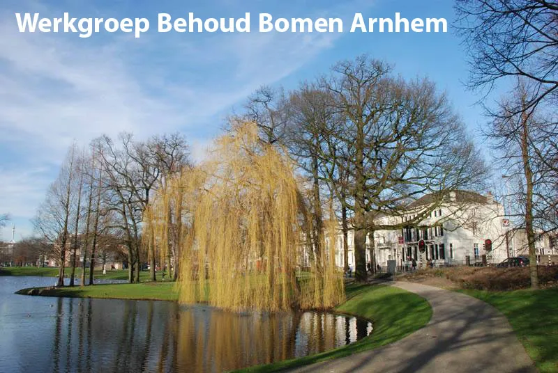 behoudbomenkop