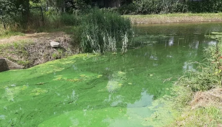 blauwalg omgeving gemert bakel boven aa 715x408 1