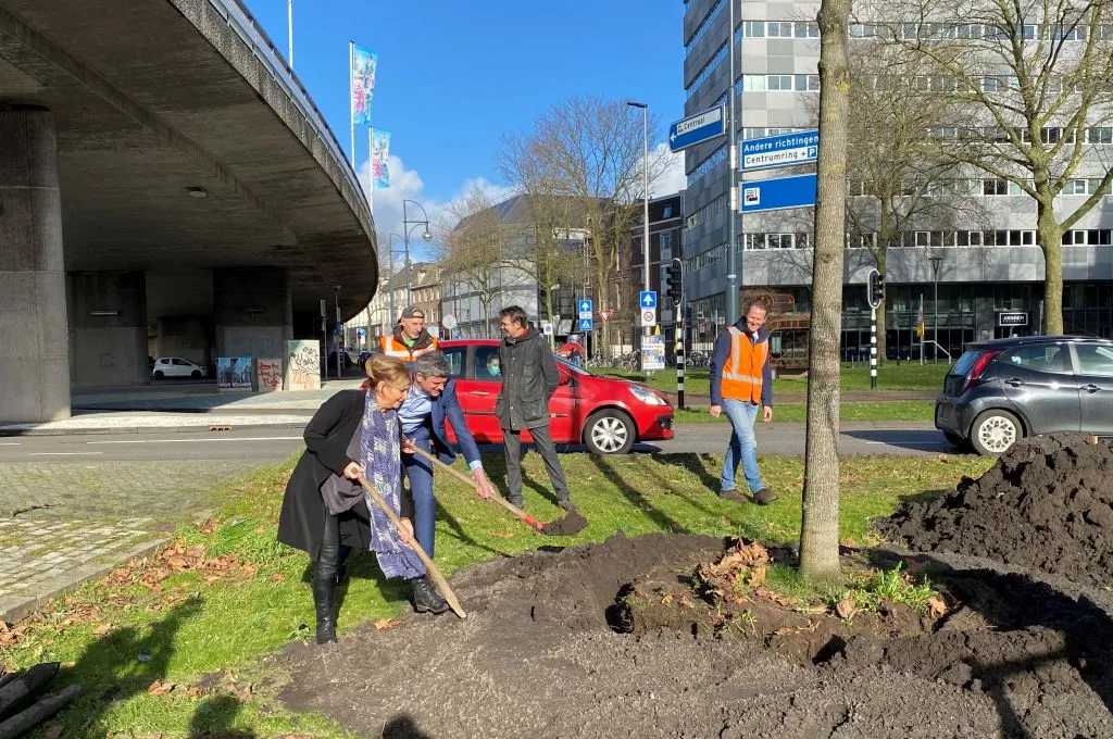 blauwe golvenboom verplantengemeente arnhem