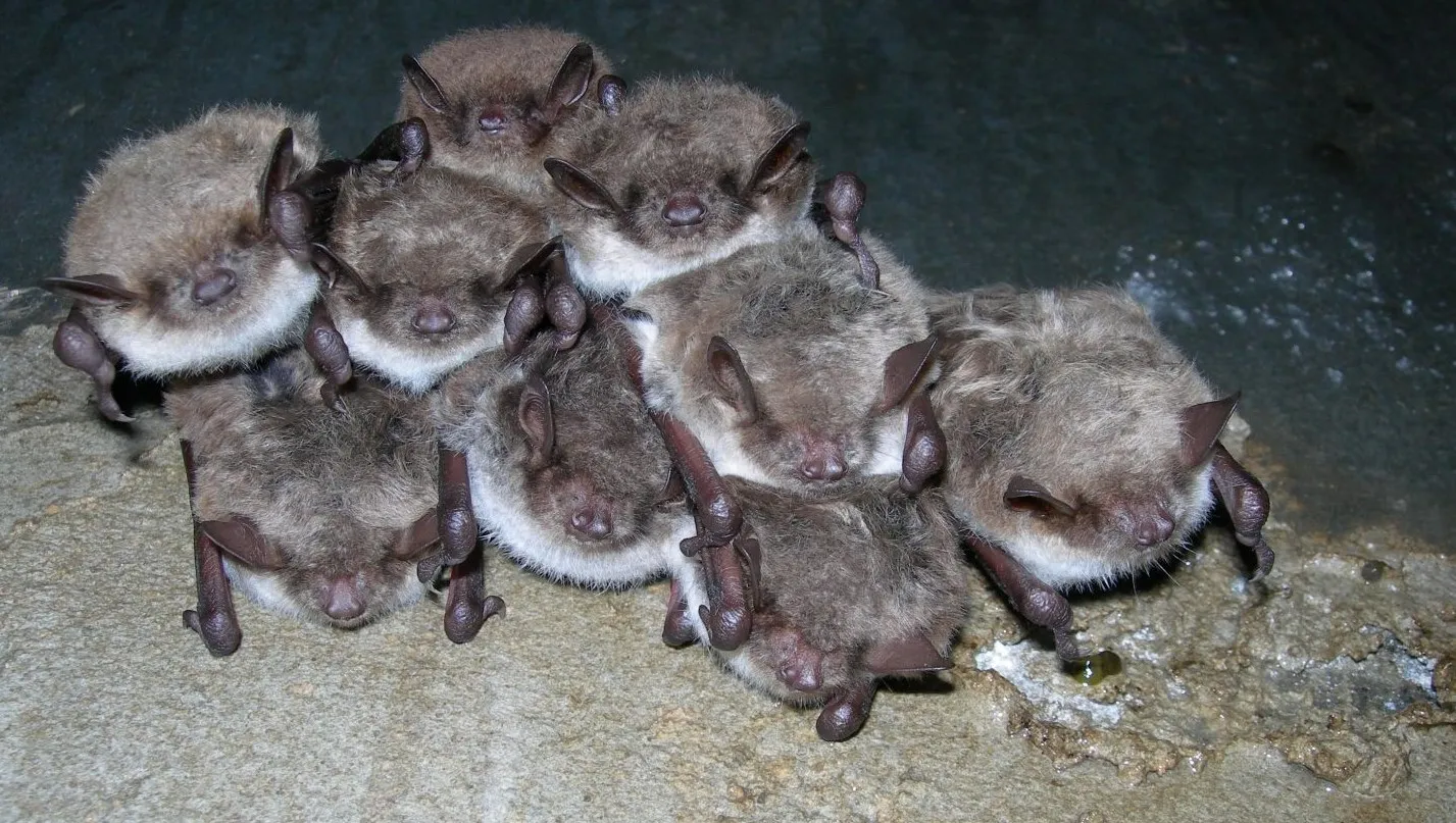 bta9446ovtxmopqygh45bt1mi resizedmeervleermuizen in voormalige bluswaterkelder vv deelen