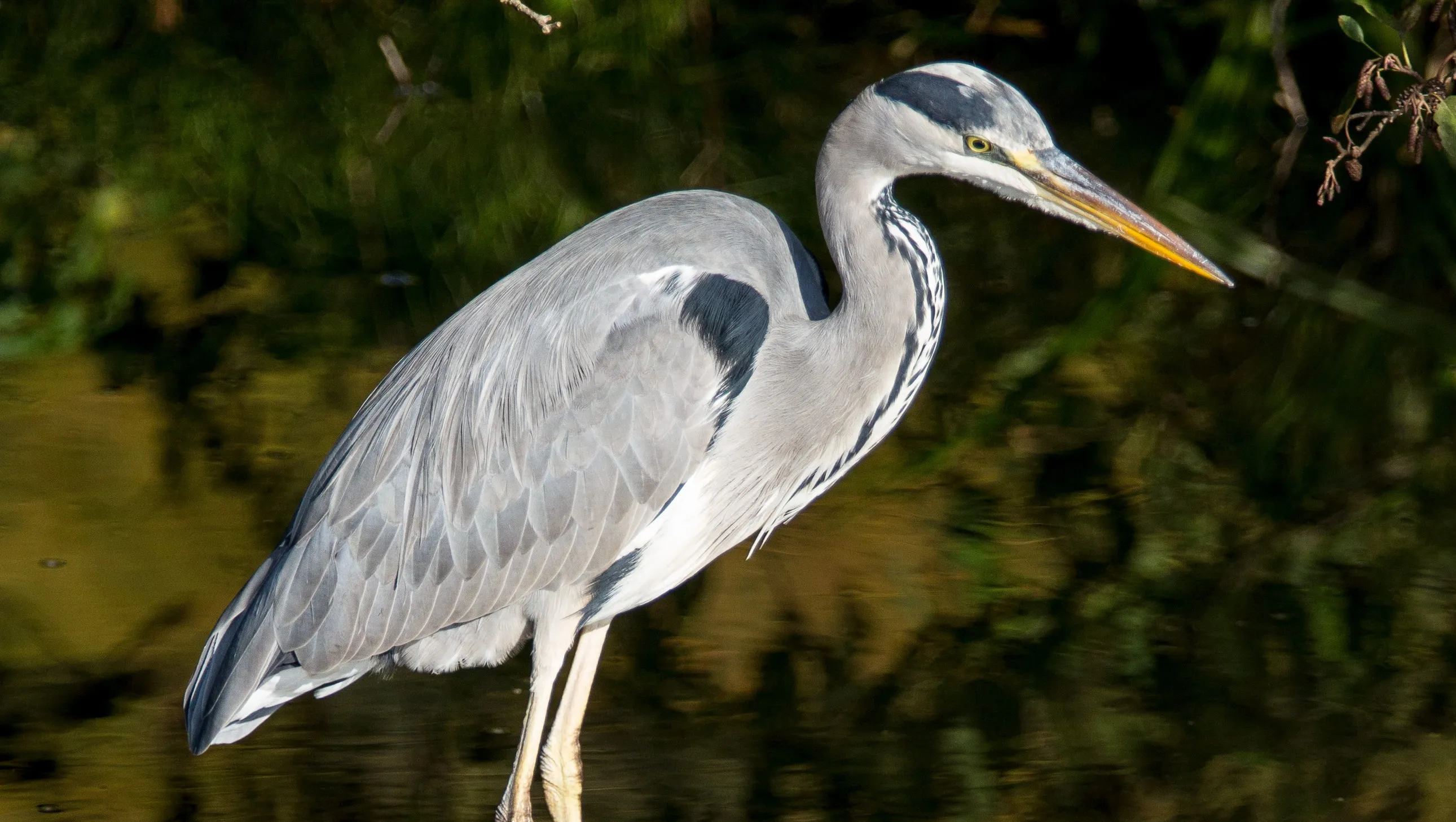 buurtreiger marco willemsen arnhem 2
