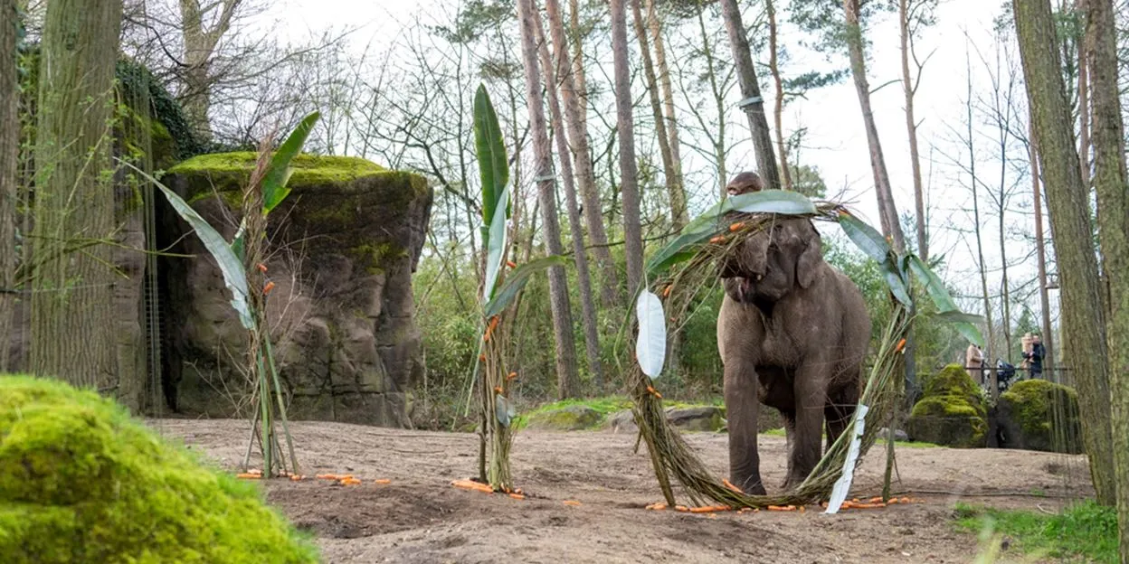 bzburgers zoo 110 jaar olifanten mira meijer 3 bew