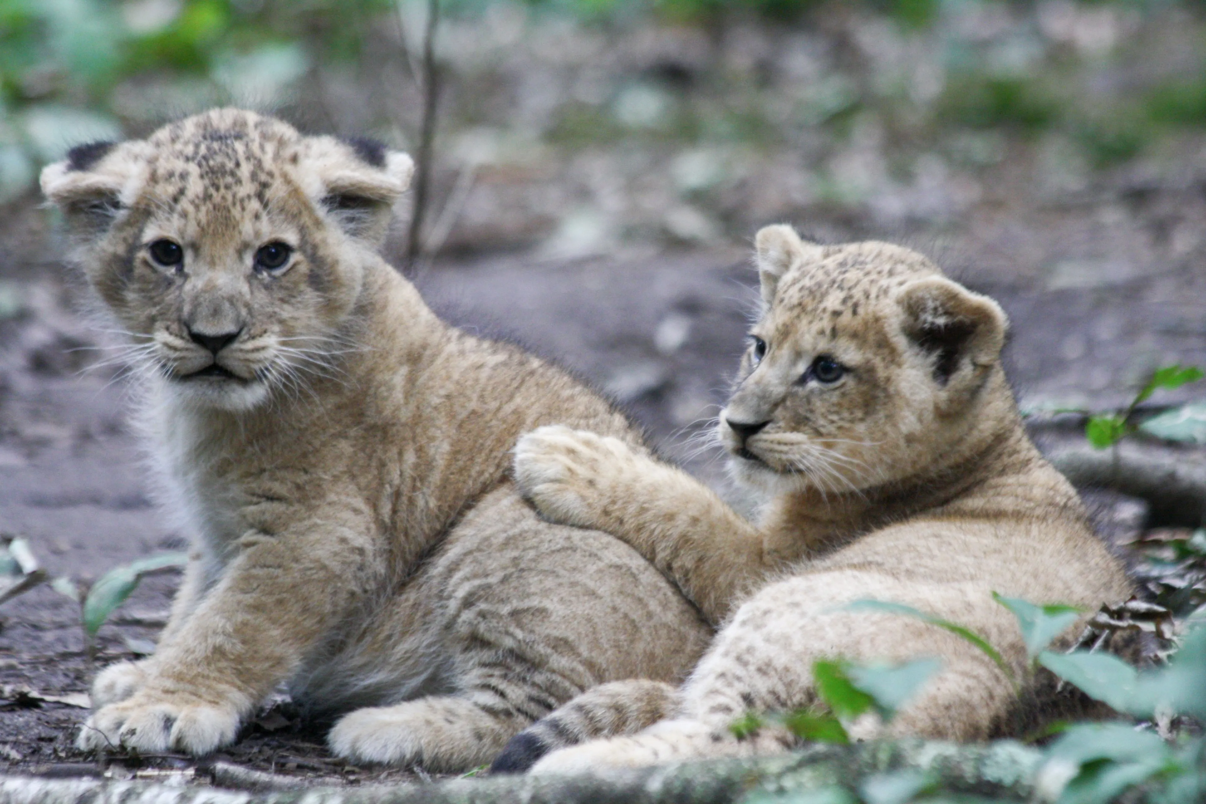 bzleeuwenwelpen enten 1