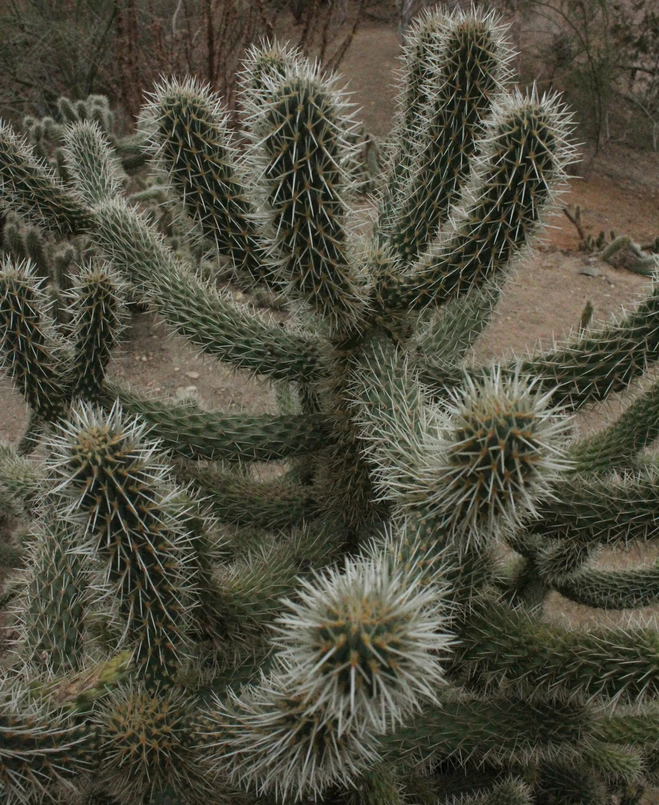 cdnnieuwsnlmediasites2120170224092253wwwburgerszoonlmedia1562521img 9946 32d76054e14236dfe2b49b7e5f2737b68e36588b a0d5cd40f62347372ed5a917ba4203fb27a2f69d