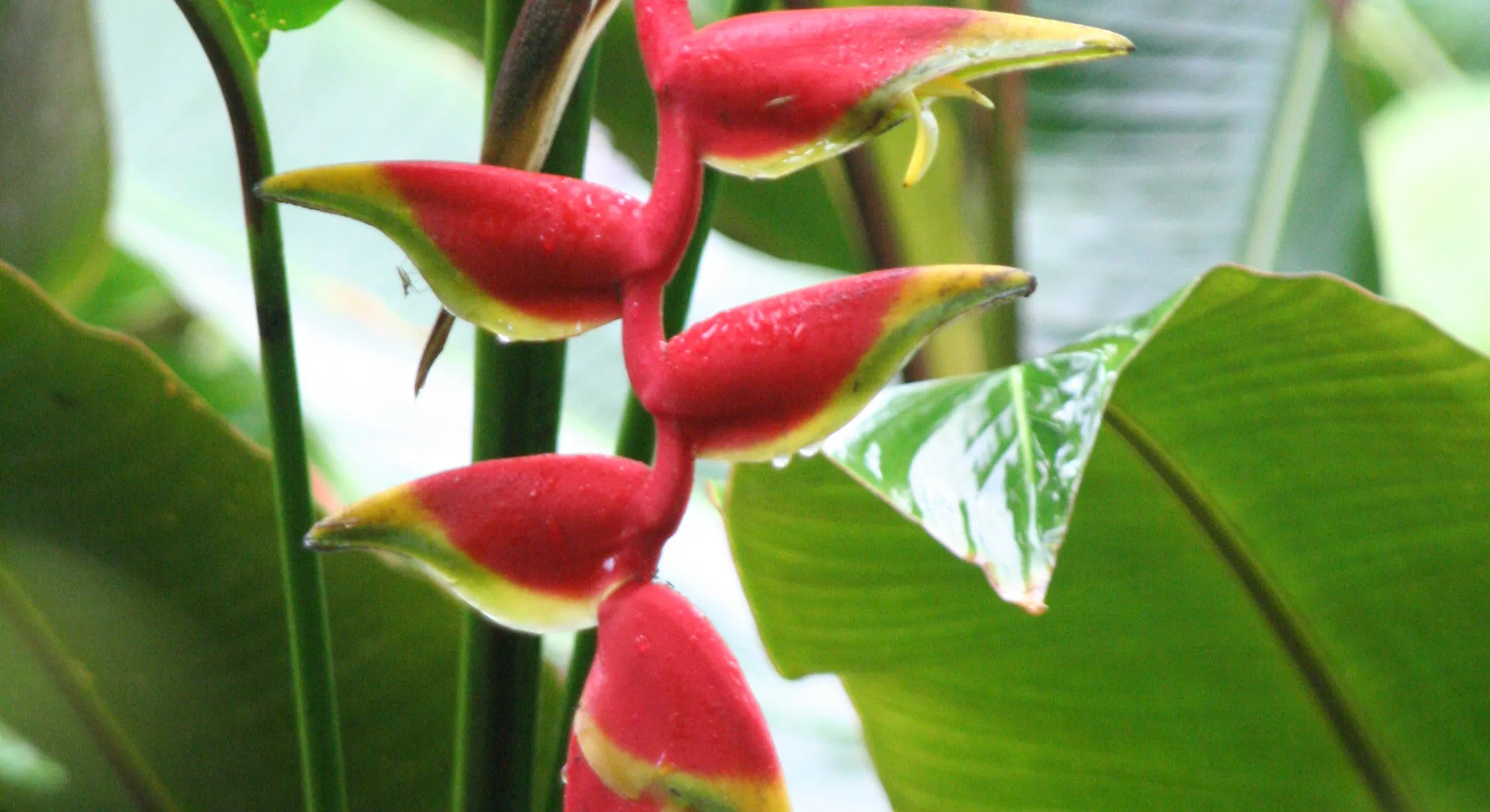 cdnnieuwsnlwww burgerszoonlheliconi 1d7baee9b0877afa73e564ff3e9f84522e442ba8